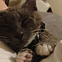 Charlotte Montgomery is registered to the contest to win money with this photo: cat, sleeping, closeup, paw, whiskers, indoor, relaxation, cozy, fur, pet, domestic_cat, resting, animal, soft_lighting, bed, blanket, cute, muzzle, collar, feline
