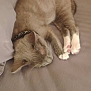 Charlotte Montgomery is registered to the contest to win money with this photo: cat, sleeping, bed, pillow, water_bottle, collar, indoor, gray_fur, white_paws, resting, pet, feline, domestic_animal, closeup, cozy, quiet, fur, whiskers, peaceful, animal
