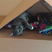 Charlotte Montgomery joined the competition — help win amazing prizes! animal, blanket, cardboard_box, cat, colorful_blanket, cozy, curious, cute, eyes, feline, gray_cat, home, indoor, paws, pet, playful, relaxed, resting, soft_texture, whiskers