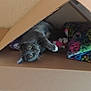 animal, blanket, cardboard_box, cat, colorful_blanket, cozy, curious, cute, eyes, feline, gray_cat, home, indoor, paws, pet, playful, relaxed, resting, soft_texture, whiskers