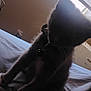animal, bed, blind, cat, collar, dark, feline, furniture, home, indoor, light, mood, paws, pet, quiet, resting, shadow, silhouette, soft, window