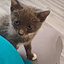 animal, cat, close_up, clothing, couch, curious, cute, domestic_animal, feline, floor, indoor, kitten, living_room, paw, person, pet, teal_shirt, white_paw, wooden_floor, young_animal