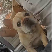 Cannoli joined the competition — help win amazing prizes! dog, french_bulldog, pet, car, passenger, seat, steering_wheel, window, autumn_leaves, close_up, portrait, lap, companion, beige_fur, ears, looking_up, expression, necklace, human_arm, interior