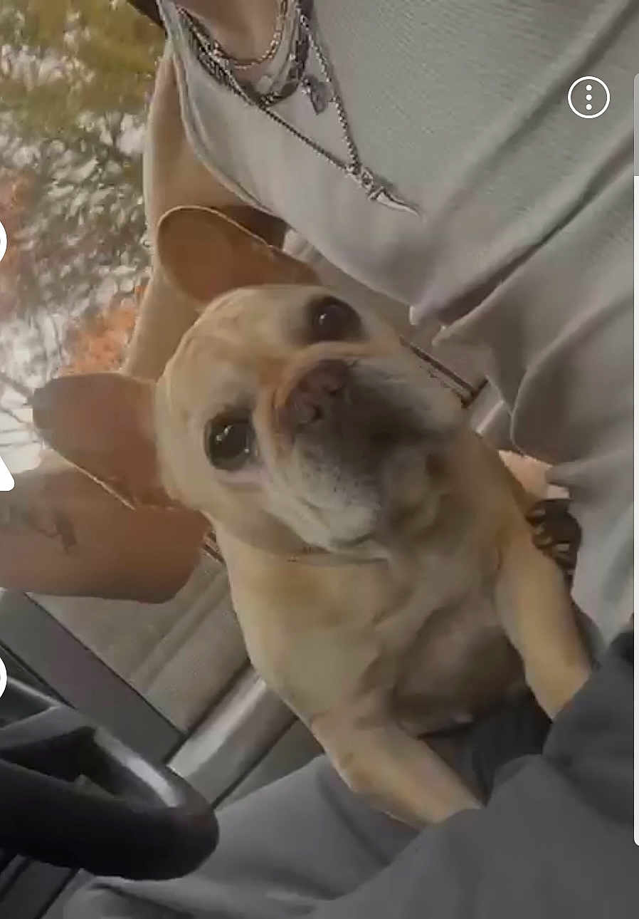 Cannoli joined the competition — help win amazing prizes! dog, french_bulldog, pet, car, passenger, seat, steering_wheel, window, autumn_leaves, close_up, portrait, lap, companion, beige_fur, ears, looking_up, expression, necklace, human_arm, interior