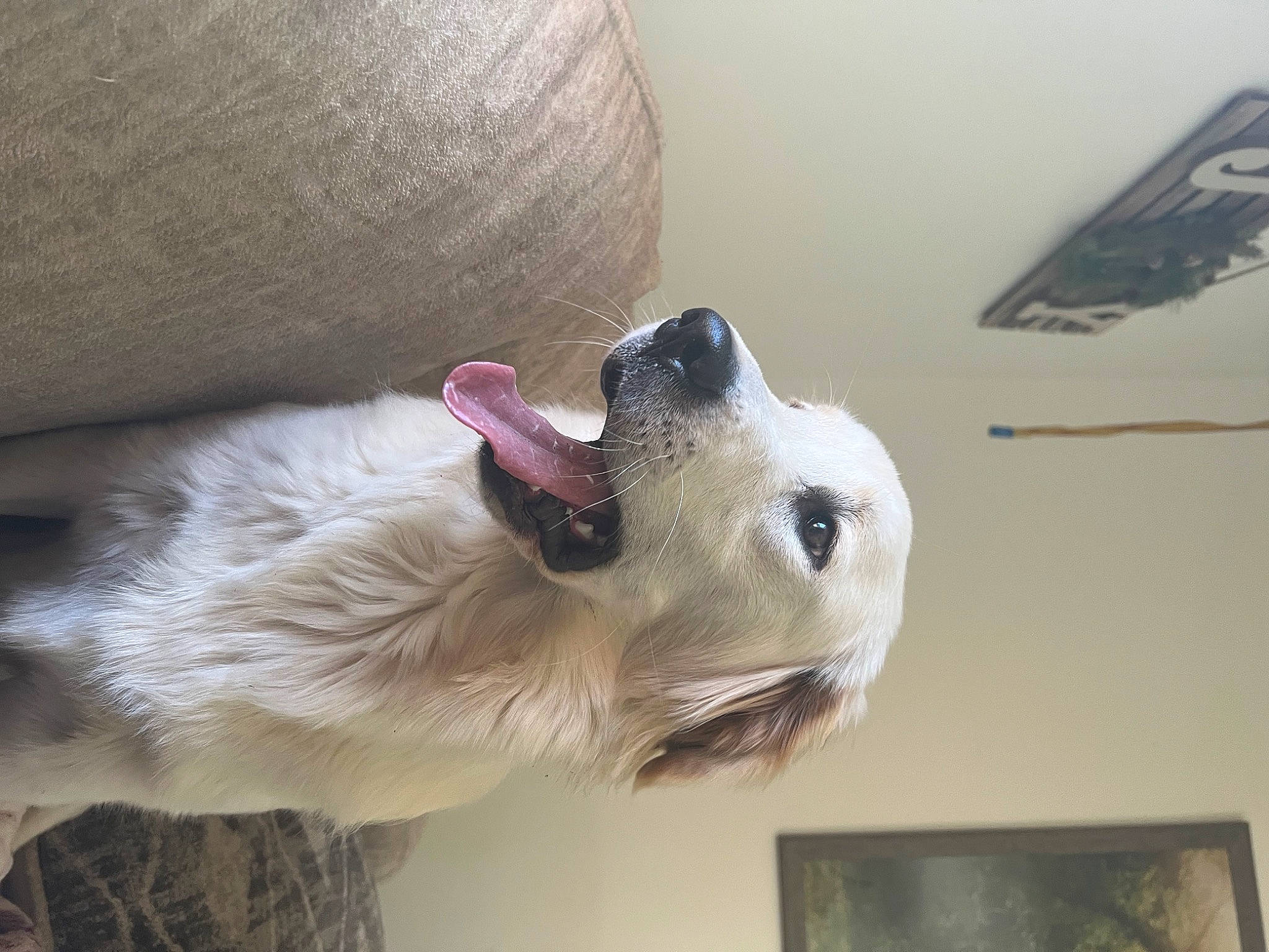 Gypsy is registered to the contest to win money with this photo: canidae, carnivore, collar, comfort, companion_dog, dog, dog_breed, dog_collar, dog_supply, fawn, felidae, fur, paw, pet_supply, picture_frame, snout, sporting_group, toy_dog, whiskers, working_animal