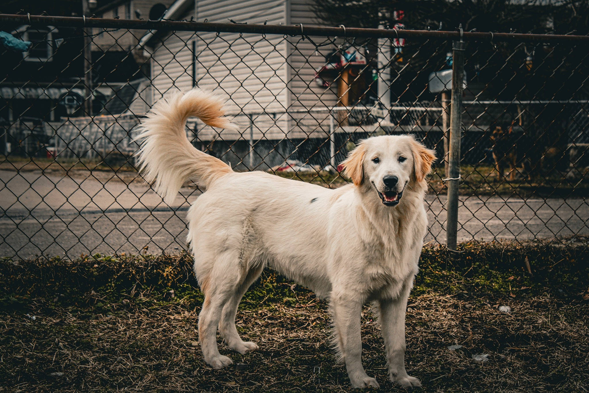 Gypsy is registered to the contest to win money with this photo: ancient_dog_breeds, canidae, carnivore, companion_dog, dog, dog_breed, fence, fur, livestock_guardian_dog, mesh, plant, polish_tatra_sheepdog, snout, sporting_group, tail, terrestrial_animal, tree, wire_fencing, working_animal, working_dog
