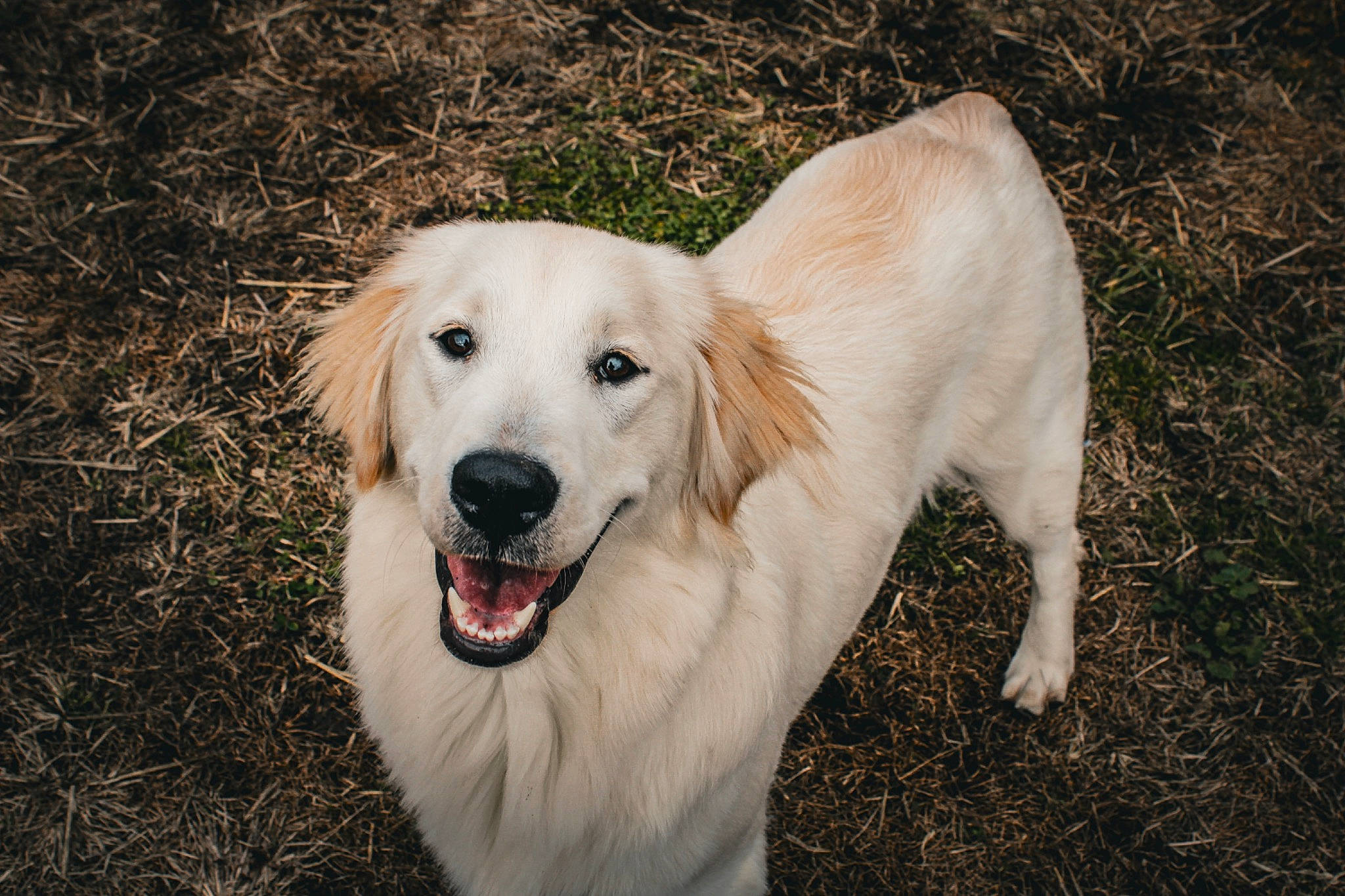 Gypsy joined the competition — help win amazing prizes! canidae, carnivore, companion_dog, dog, dog_breed, fur, grass, great_pyrenees, gun_dog, livestock_guardian_dog, plant, snout, soil, sporting_group, terrestrial_animal, tree, working_dog