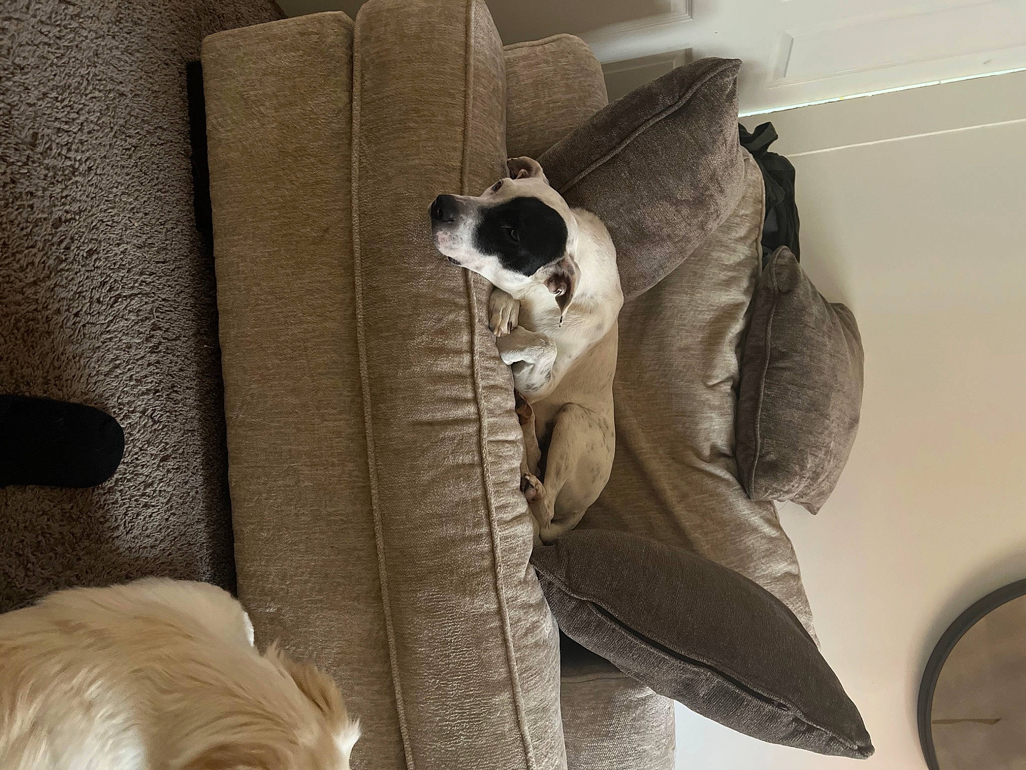 Rocky is registered to the contest to win money with this photo: bag, canidae, carnivore, comfort, companion_dog, dog, dog_breed, fawn, felidae, flooring, fur, grey, linens, pet_supply, room, small_to_medium_sized_cats, sporting_group, tail, whiskers, white