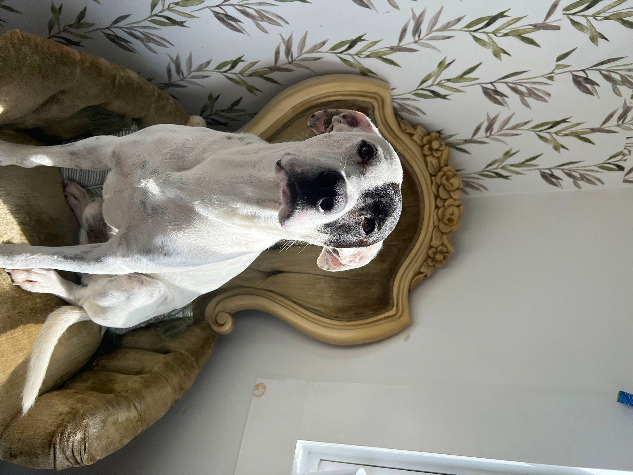 Rocky joined the competition — help win amazing prizes! art, bone, carnivore, companion_dog, dog, dog_breed, fawn, felidae, grey, jaw, metal, paw, sculpture, skeleton, skull, small_to_medium_sized_cats, snout, tail, wood, working_animal