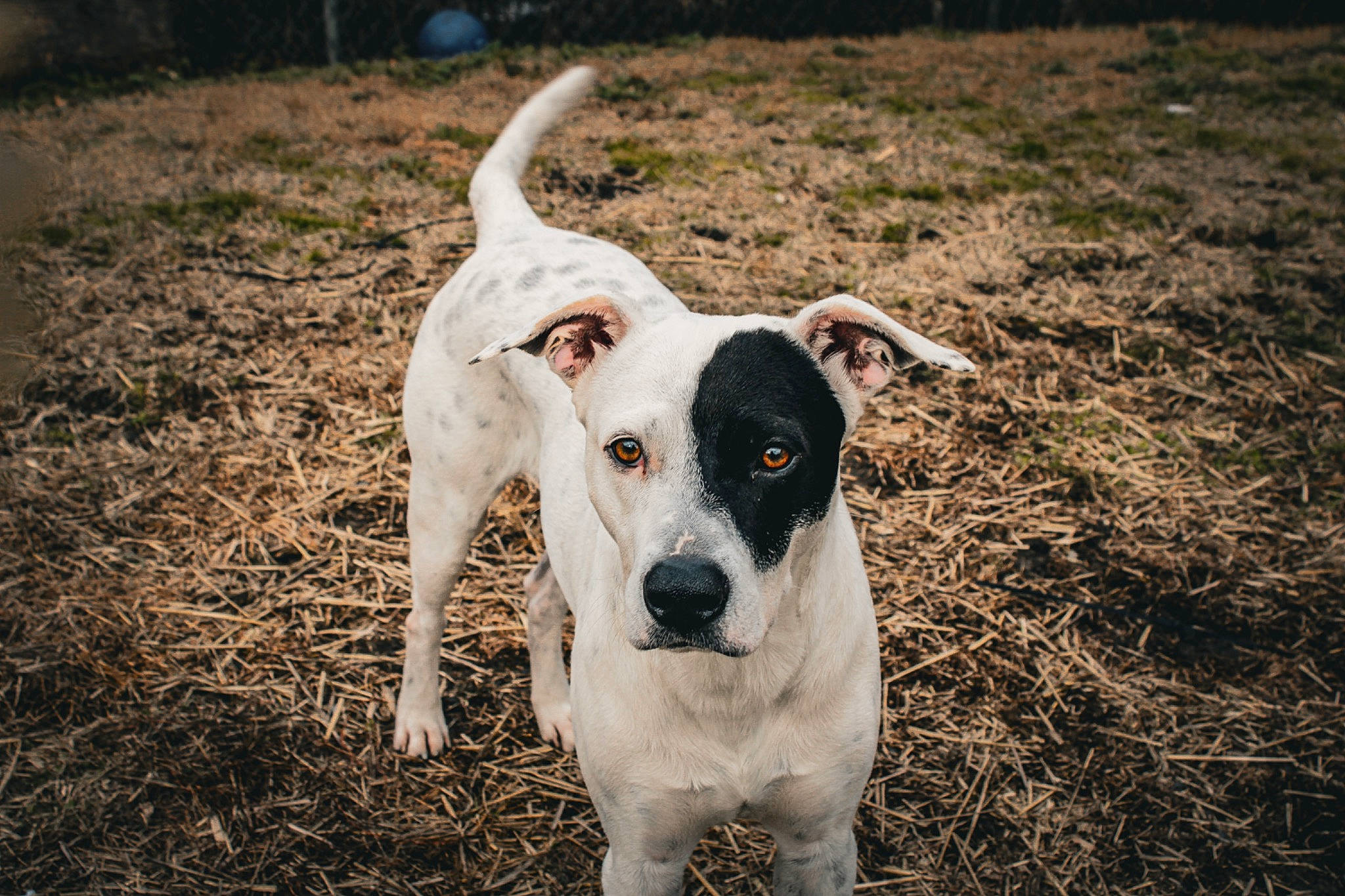 Rocky is registered to the contest to win money with this photo: canidae, carnivore, companion_dog, dog, dog_breed, fawn, grass, happy, hunting_dog, monochrome, monochrome_photography, non_sporting_group, plant, snout, soil, sporting_group, whiskers, working_animal, working_dog