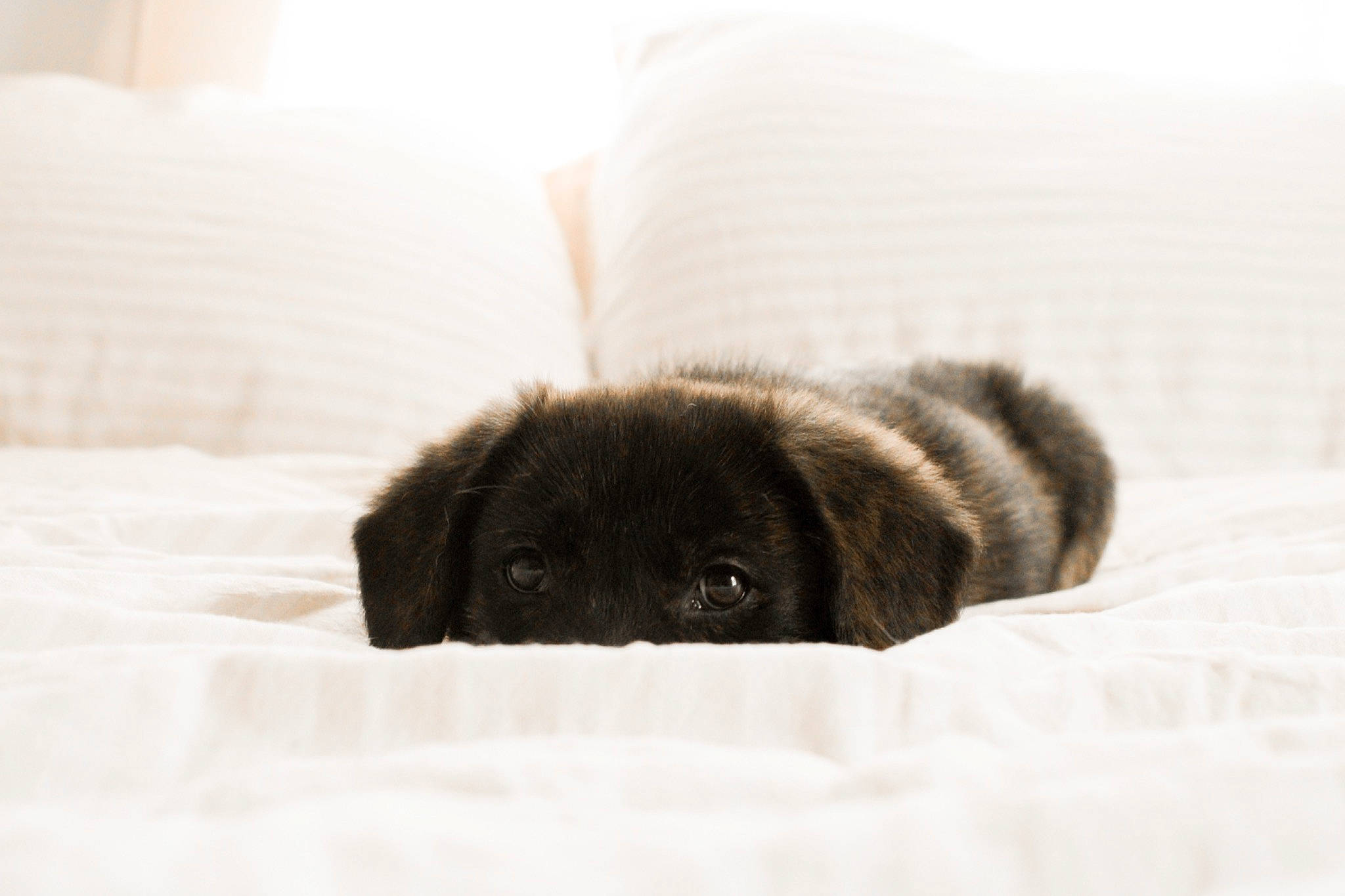 June is registered to the contest to win money with this photo: canidae, carnivore, comfort, companion_dog, dog, dog_breed, fawn, felidae, fur, linens, liver, paw, snout, sporting_group, terrestrial_animal, whiskers, wood, working_animal, wrinkle