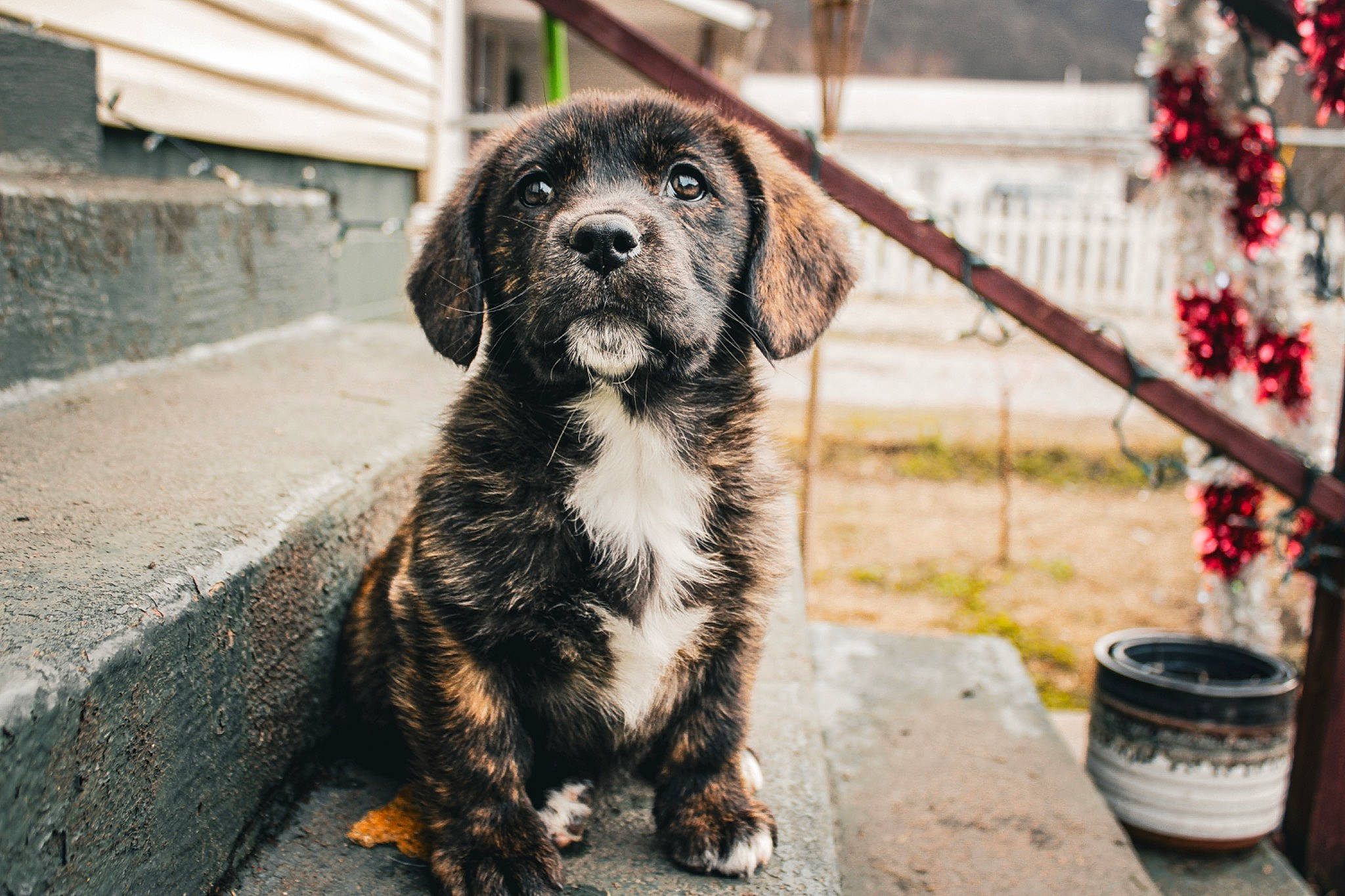 June joined the competition — help win amazing prizes! ancient_dog_breeds, automotive_tire, canidae, carnivore, companion_dog, dog, dog_breed, flowerpot, fur, pet_supply, plant, snout, soil, sporting_group, street, street_dog, terrestrial_animal, whiskers, working_animal, working_dog