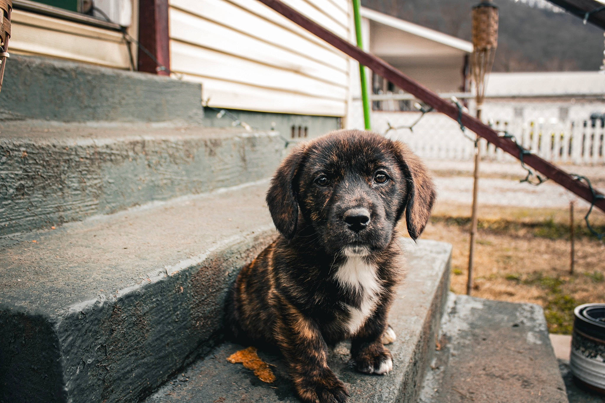 June is registered to the contest to win money with this photo: canidae, carnivore, companion_dog, dog, dog_breed, fur, plant, road_surface, snout, sporting_group, stairs, street, working_animal, working_dog
