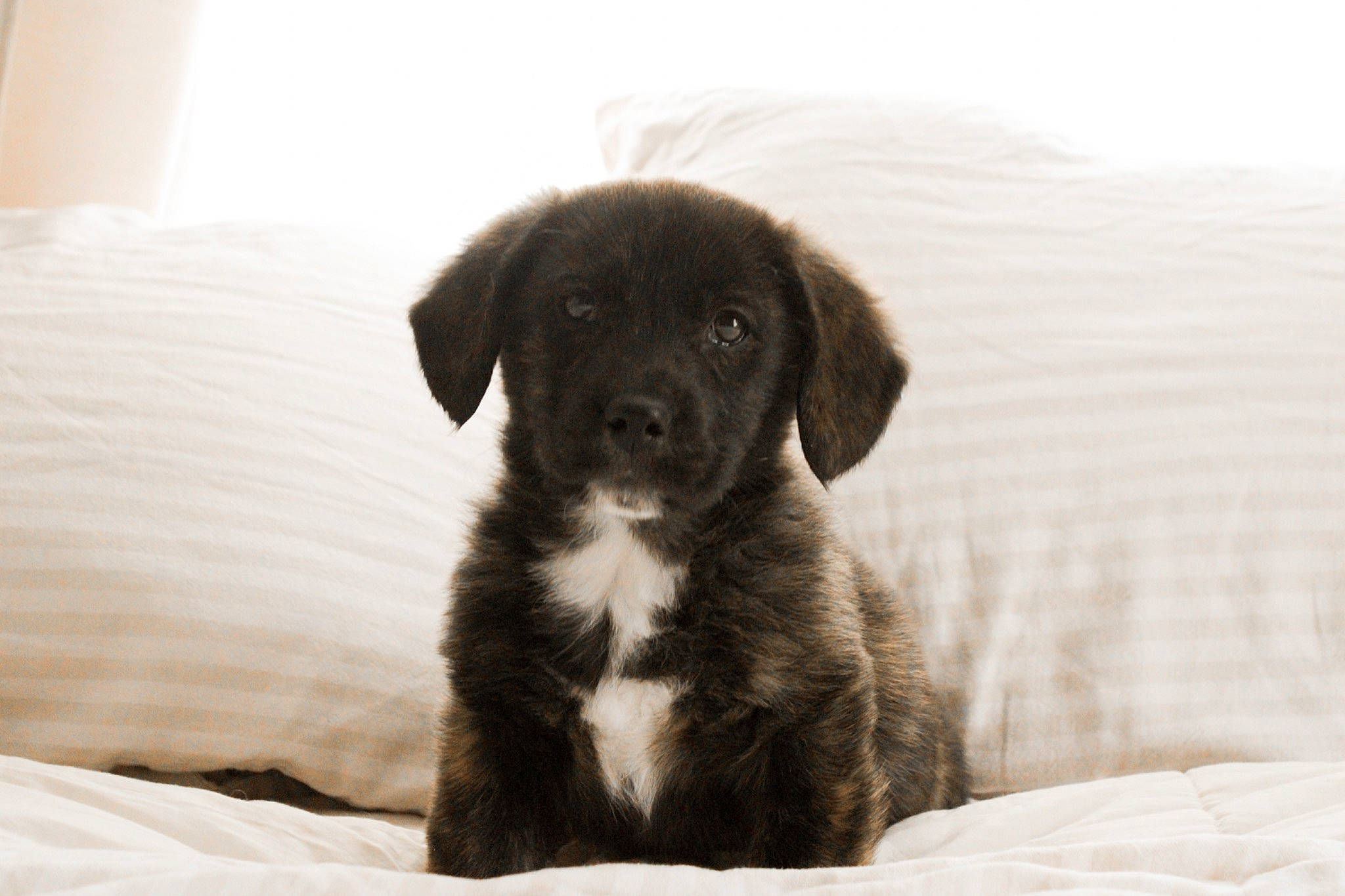 June joined the competition — help win amazing prizes! borador, bored, canidae, carnivore, comfort, companion_dog, dog, dog_breed, fur, grey, liver, monochrome_photography, sitting, snout, sporting_group, terrestrial_animal, whiskers, wood, working_animal