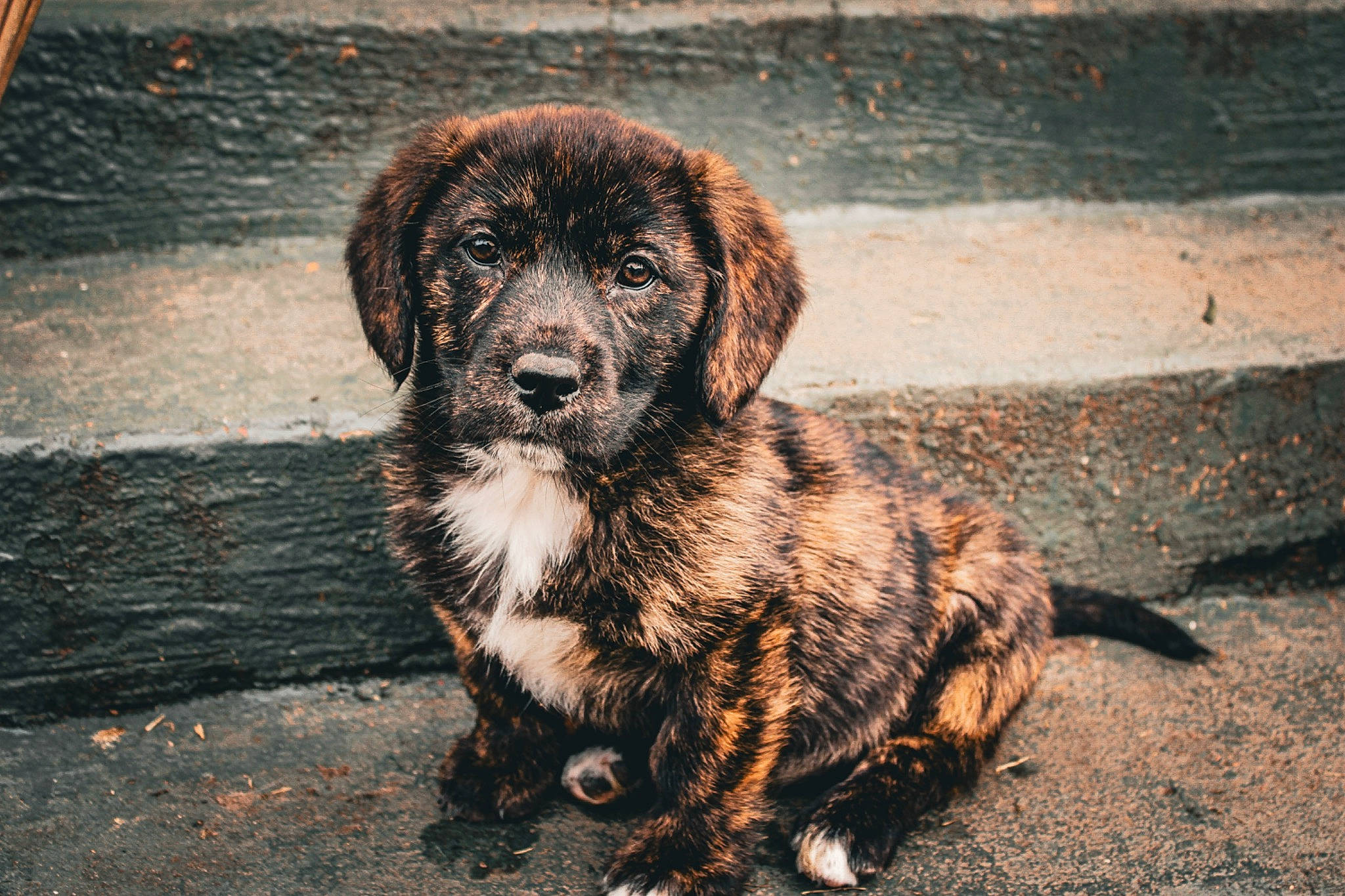 June joined the competition — help win amazing prizes! bored, canidae, carnivore, companion_dog, dog, dog_breed, fawn, fur, liver, snout, soil, sporting_group, street_dog, terrestrial_animal, working_animal, working_dog