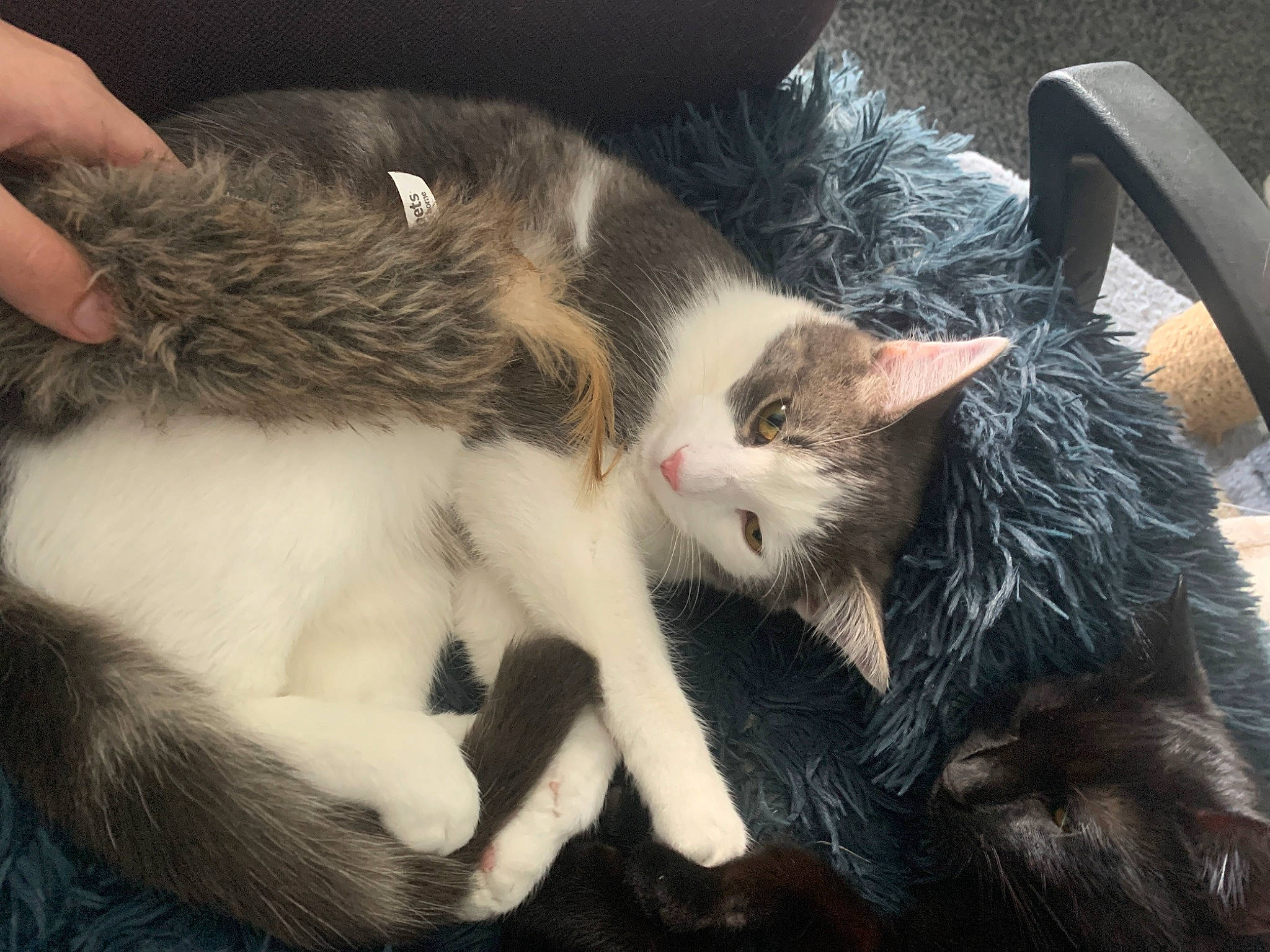 Blade joined the competition — help win amazing prizes! carnivore, cat, claw, comfort, domestic_short_haired_cat, felidae, fur, gesture, grass, lap, nap, paw, plant, sleep, small_to_medium_sized_cats, snout, tail, tree, whiskers