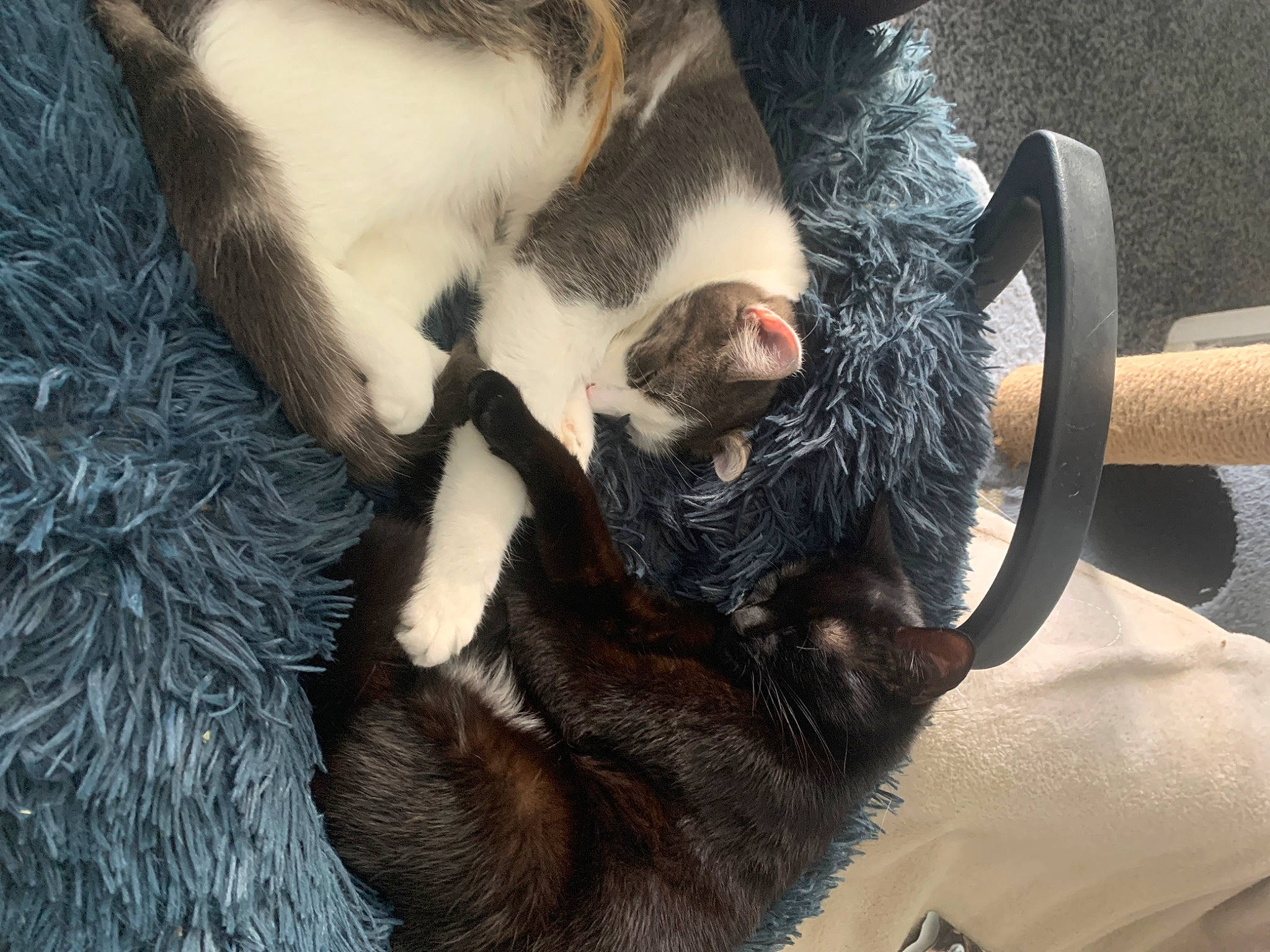 Blade is registered to the contest to win money with this photo: beard, carnivore, cat, claw, comfort, dog_breed, domestic_short_haired_cat, ear, fawn, felidae, fur, gesture, jaw, mammal, paw, small_to_medium_sized_cats, snout, tail, vertebrate, whiskers