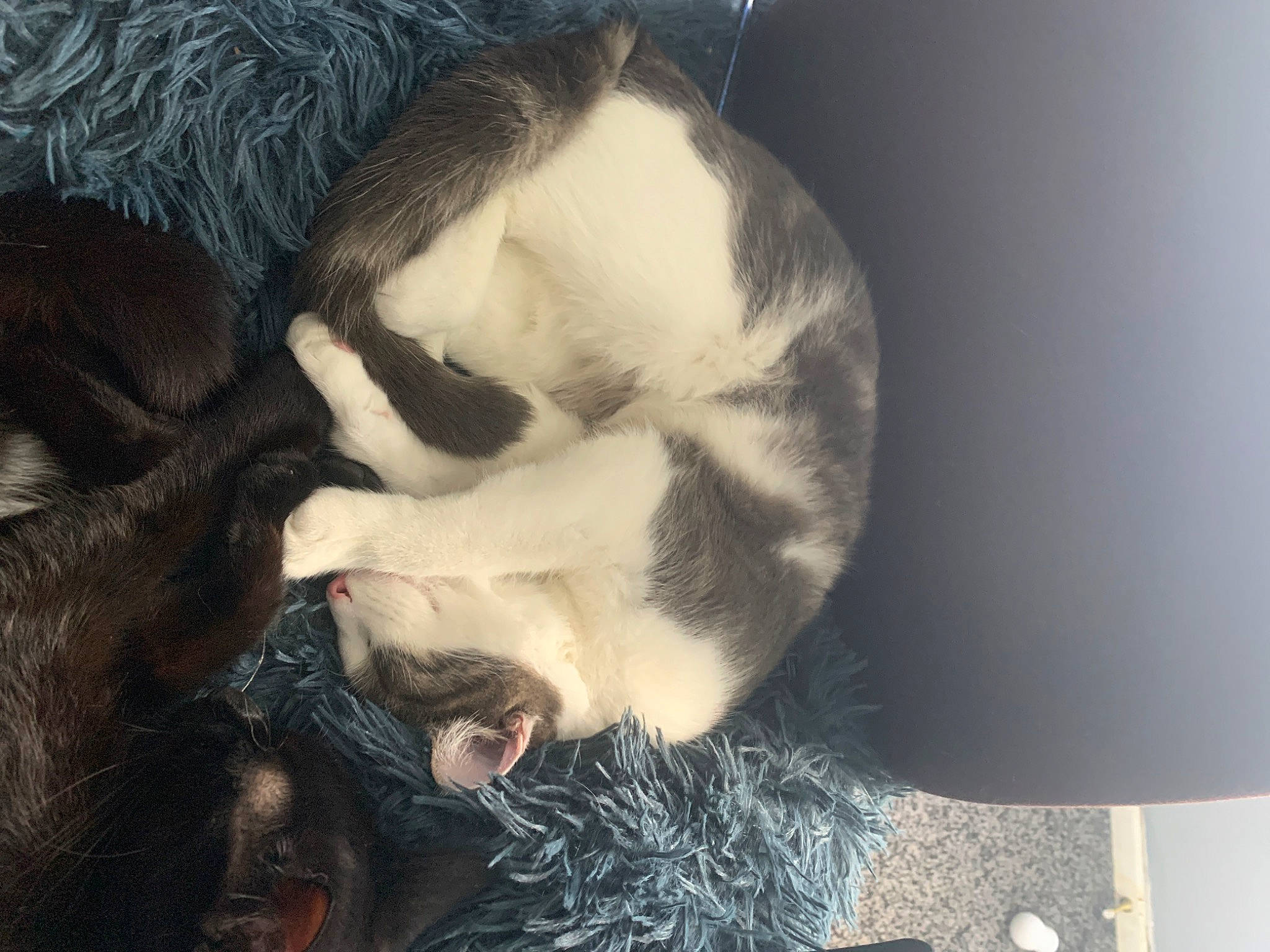 Blade is registered to the contest to win money with this photo: beard, carnivore, cat, claw, comfort, companion_dog, dog_breed, ear, eye, eyelash, felidae, fur, jaw, natural_material, nose, paw, small_to_medium_sized_cats, snout, tail, whiskers