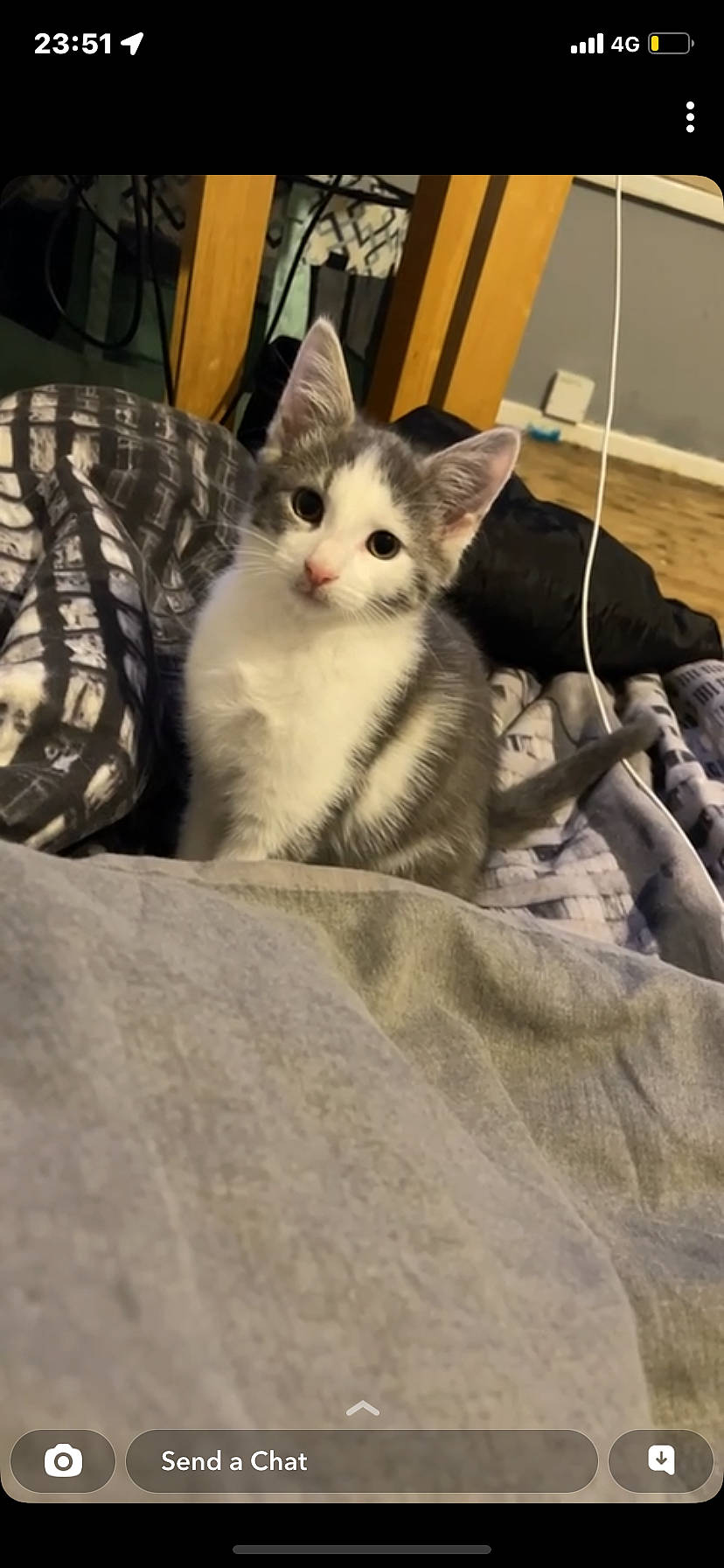 Blade is registered to the contest to win money with this photo: automotive_tire, carnivore, cat, comfort, domestic_short_haired_cat, felidae, fur, grey, pattern, paw, sitting, small_to_medium_sized_cats, snout, tail, whiskers, wood