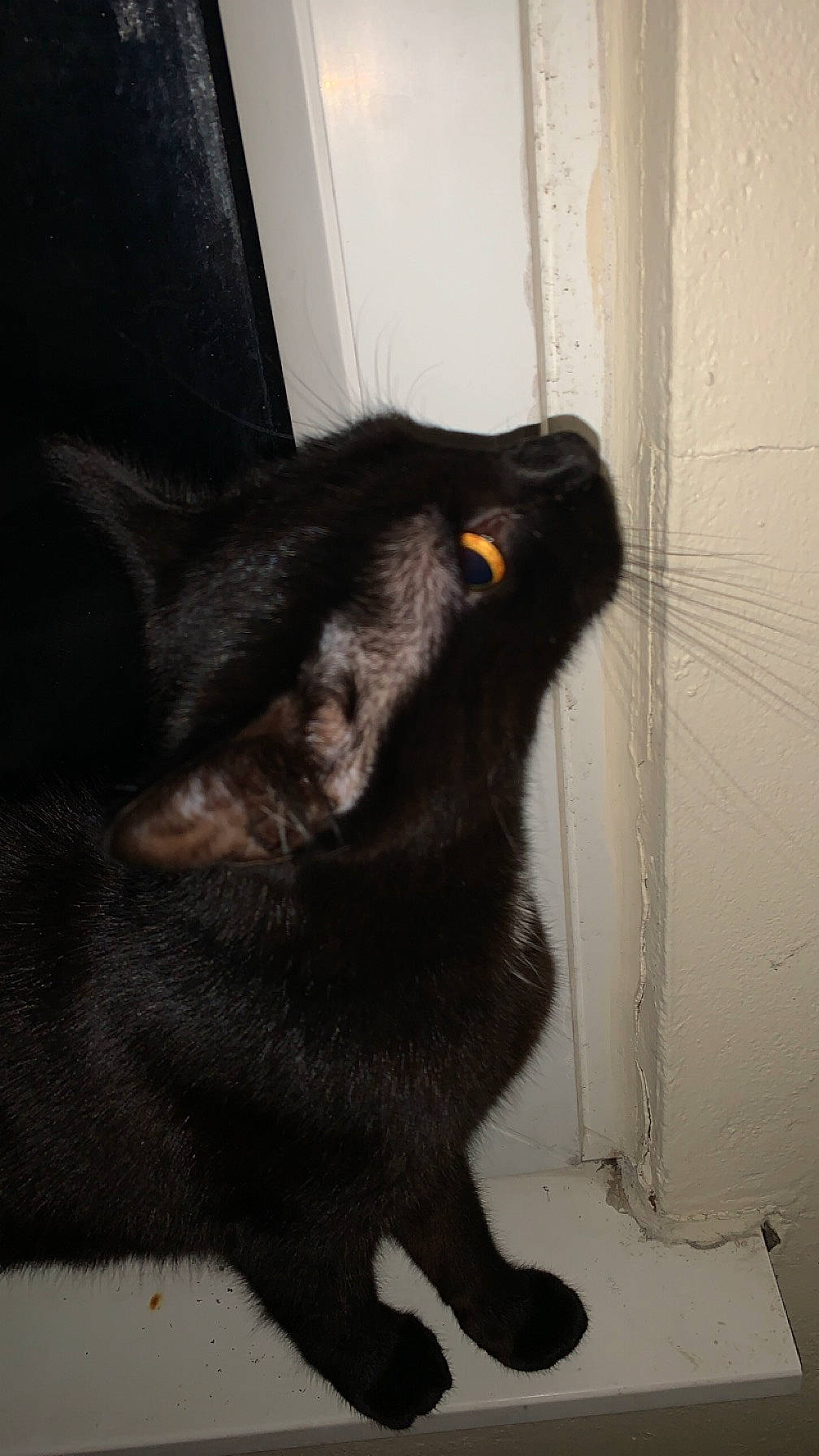 Luna joined the competition — help win amazing prizes! black_cat, bombay, carnivore, cat, claw, dog_breed, domestic_short_haired_cat, ear, felidae, flooring, fur, paw, small_to_medium_sized_cats, snout, tail, terrestrial_animal, whiskers