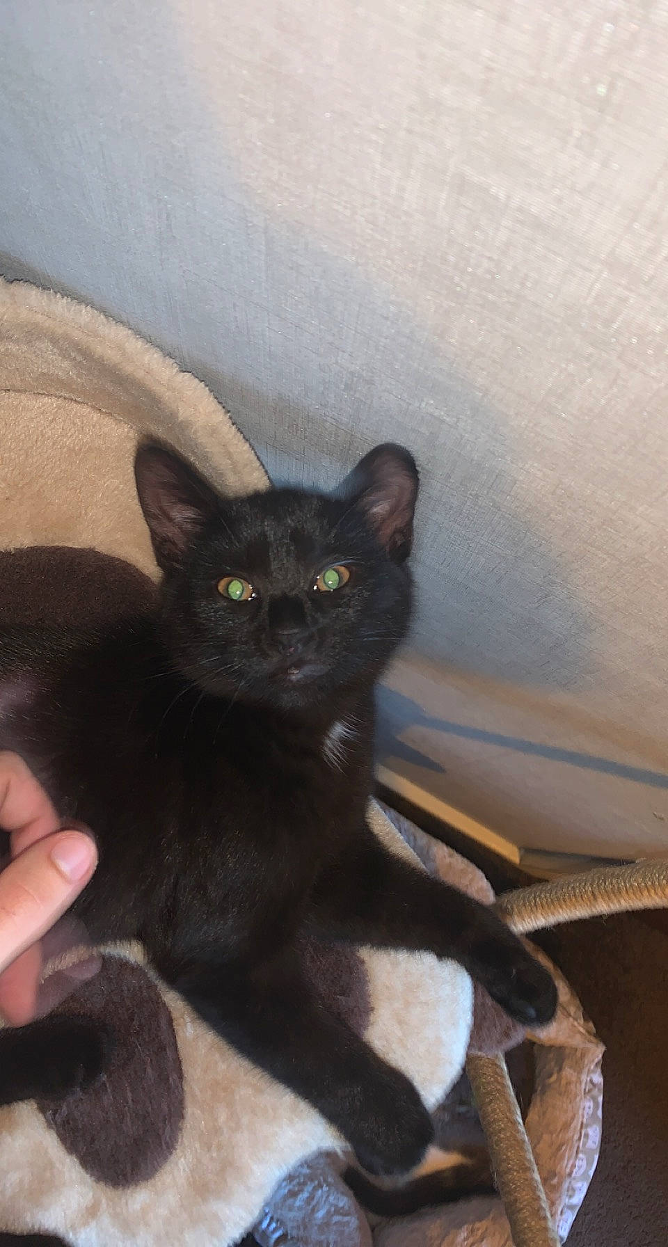 Luna joined the competition — help win amazing prizes! black_cat, bombay, carnivore, cat, claw, comfort, domestic_short_haired_cat, felidae, fur, havana_brown, iris, small_to_medium_sized_cats, snout, tail, whiskers