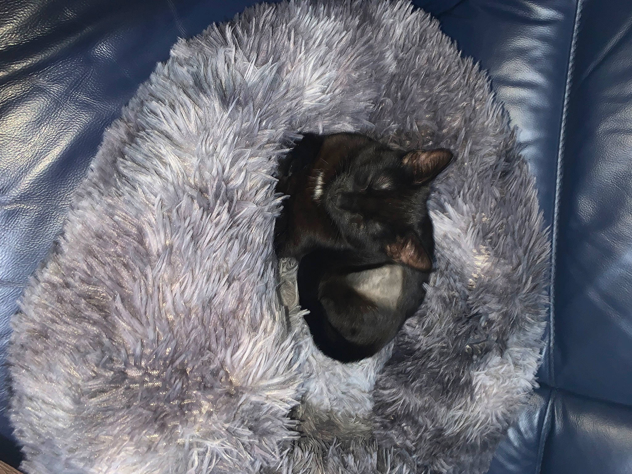 Luna is registered to the contest to win money with this photo: canidae, carnivore, cat, cat_bed, cat_supply, claw, comfort, domestic_short_haired_cat, electric_blue, felidae, fur, grey, natural_material, paw, small_to_medium_sized_cats, snout, tail, terrestrial_animal, whiskers, wildlife