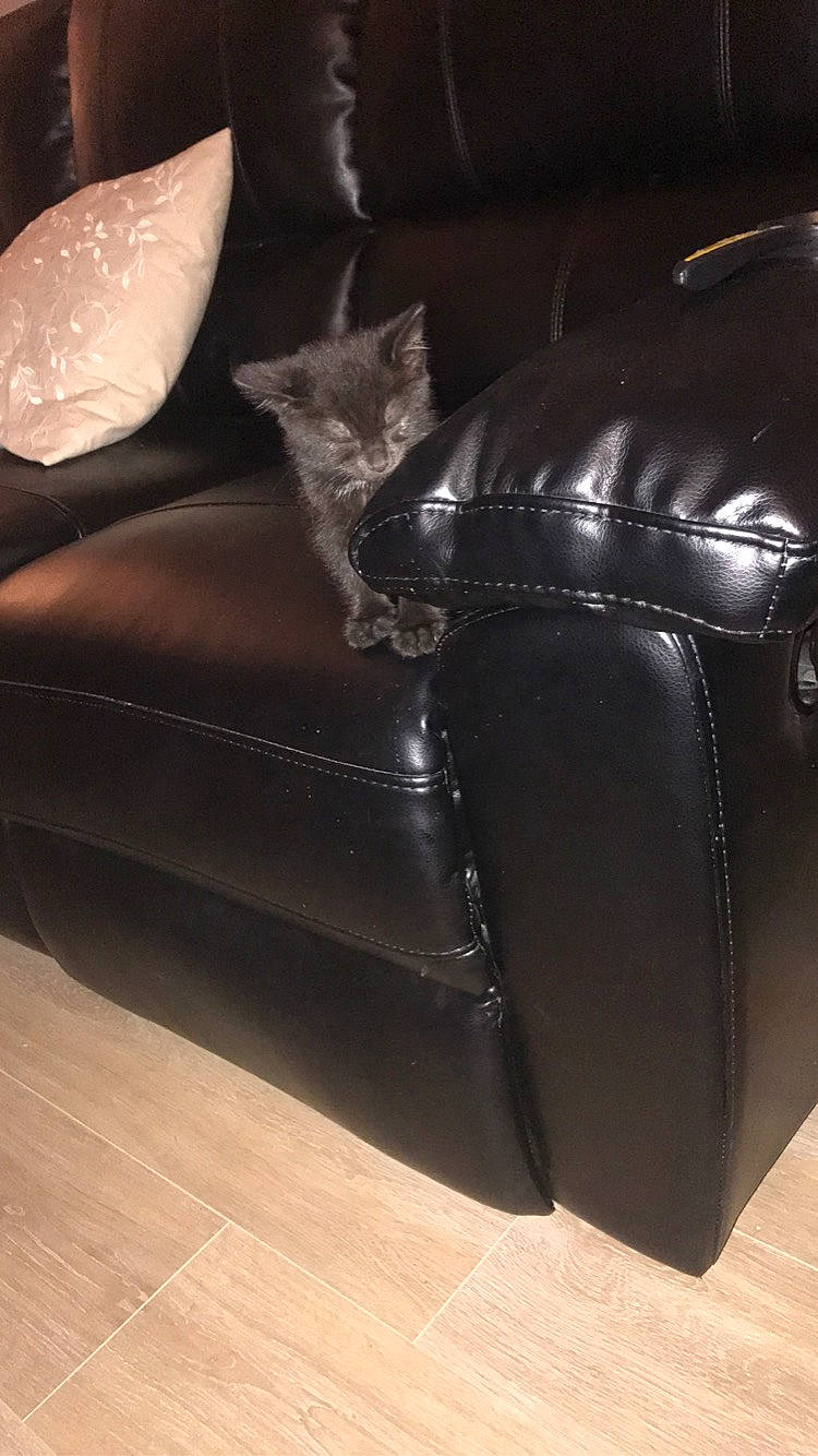 Luna is registered to the contest to win money with this photo: armrest, bag, brown, carnivore, cat, chair, club_chair, comfort, couch, felidae, flooring, fur, hardwood, human_leg, leather, luggage_and_bags, small_to_medium_sized_cats, studio_couch, whiskers, wood