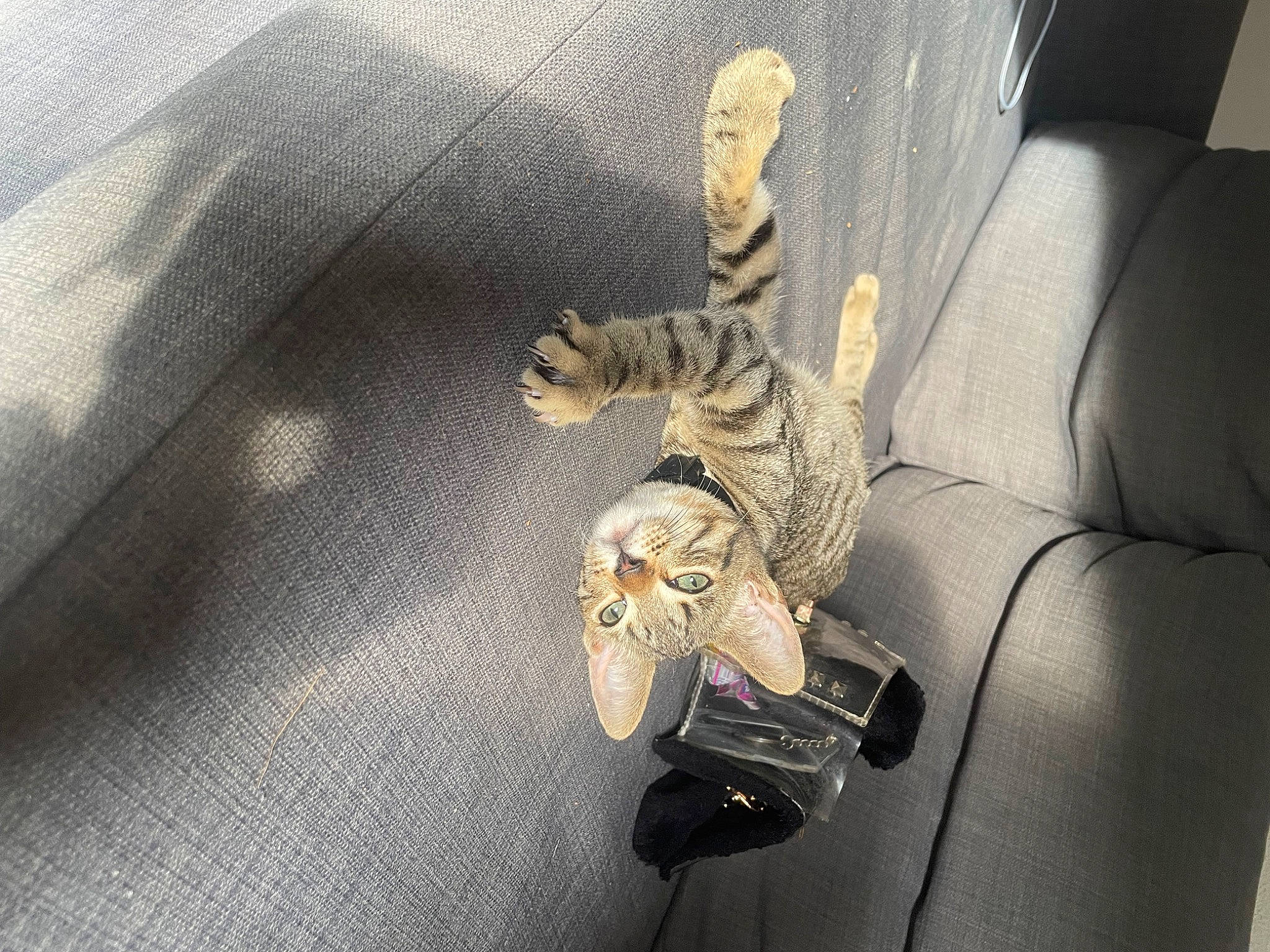 Luffy participe au concours pour gagner de l'argent avec cette photo : auto_part, automotive_design, automotive_exterior, automotive_lighting, car_seat, car_seat_cover, comfort, family_car, fashion_accessory, linens, luxury_vehicle, metal, motor_vehicle, reptile, scaled_reptile, sleeve, t_shirt, vehicle, vehicle_door, wood