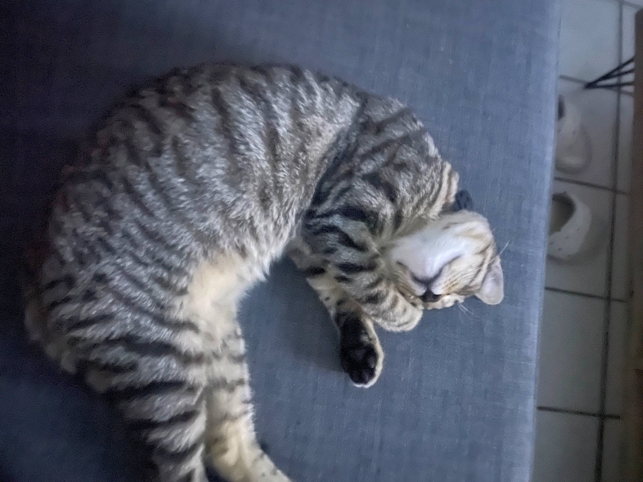 Luffy a rejoint le concours — aidez-le/la à gagner de superbes lots ! carnivore, cat, claw, domestic_short_haired_cat, felidae, fur, paw, small_to_medium_sized_cats, snout, tail, terrestrial_animal, whiskers, wildlife