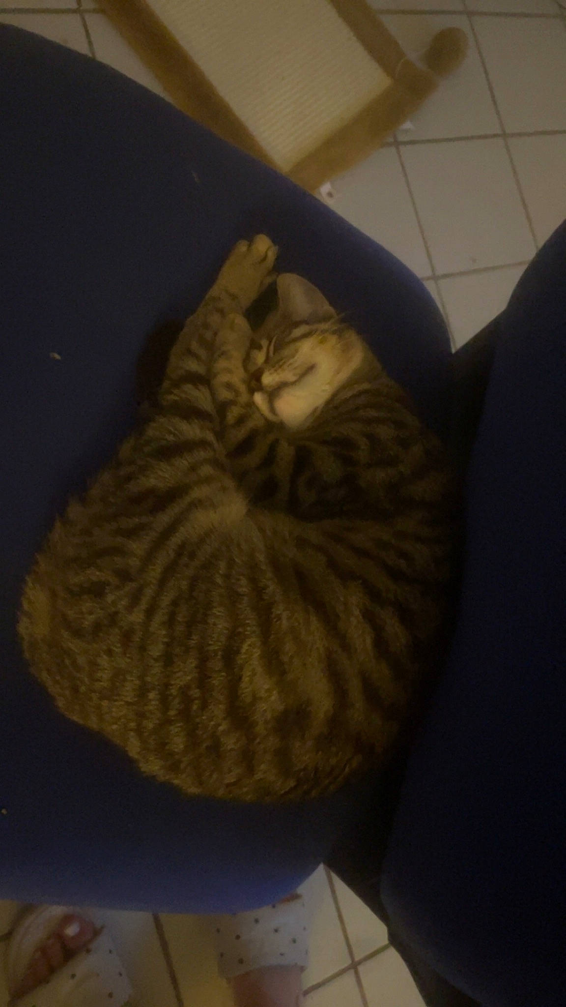 Luffy participe au concours pour gagner de l'argent avec cette photo : brown, carnivore, cat, cat_bed, cat_supply, comfort, domestic_short_haired_cat, fawn, felidae, flooring, fur, grey, hardwood, room, small_to_medium_sized_cats, tail, terrestrial_animal, whiskers, wood