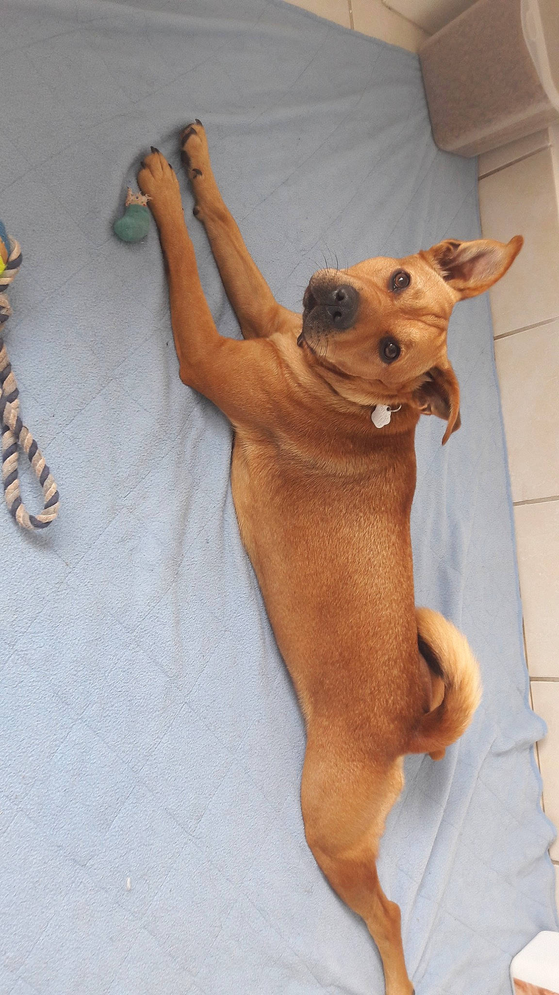 Ottawa participe au concours pour gagner de l'argent avec cette photo : ancient_dog_breeds, austrian_pinscher, canidae, carnivore, chihuahua, dog, dog_breed, fawn, feist, mammal, miniature_pinscher, pariah_dog, puppy, rhodesian_ridgeback, sporting_group, street_dog, toy_dog