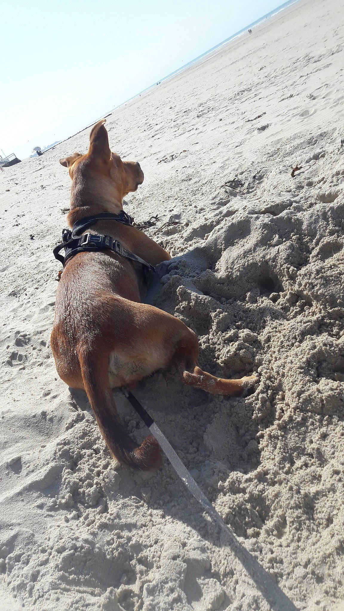 Ottawa a rejoint le concours — aidez-le/la à gagner de superbes lots ! beach, canidae, carnivore, cirneco_delletna, dog, dog_breed, fawn, guard_dog, hunting_dog, ibizan_hound, pharaoh_hound, sand, sporting_group, vizsla, working_dog