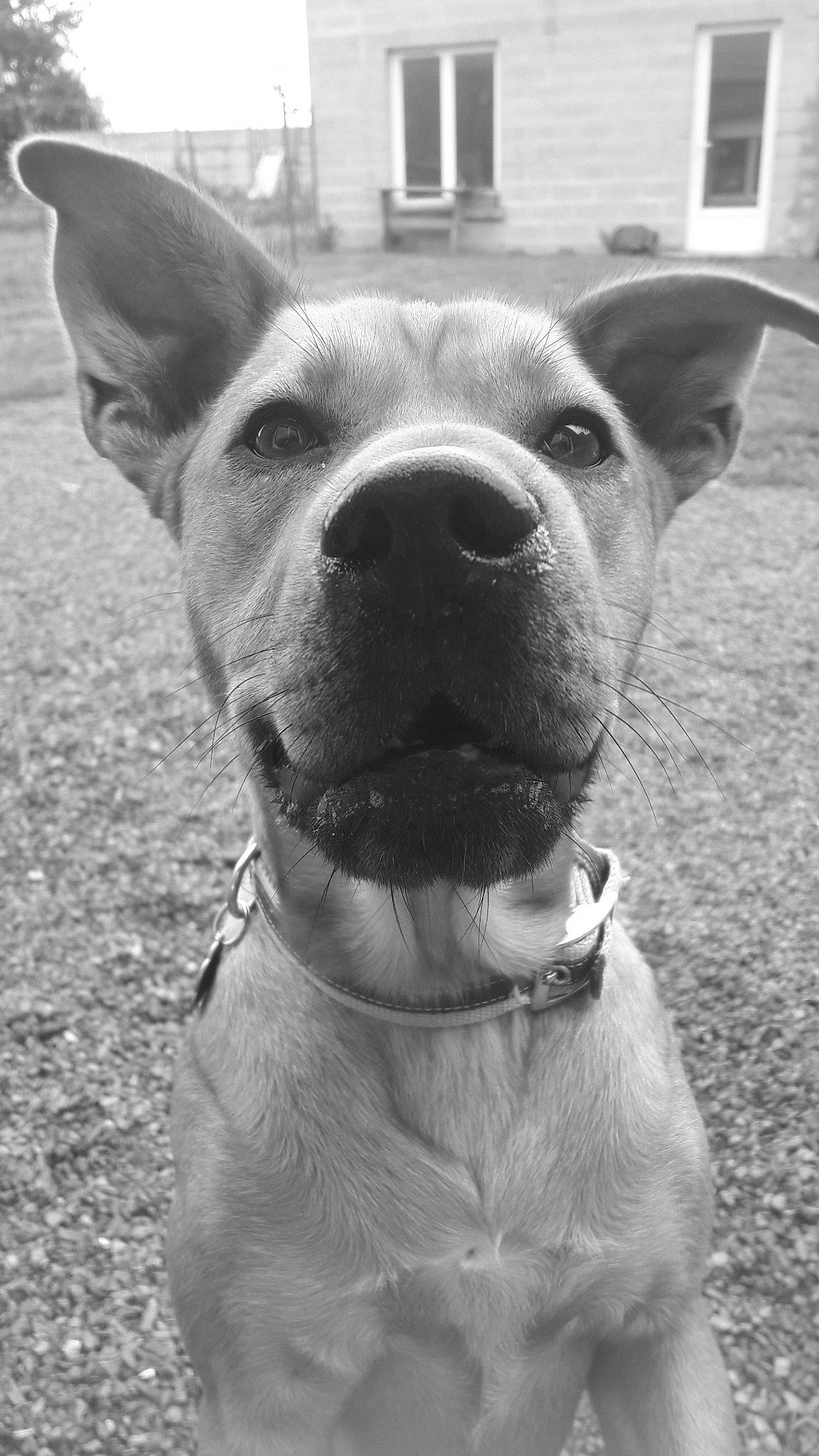 Ottawa a rejoint le concours — aidez-le/la à gagner de superbes lots ! american_pit_bull_terrier, american_staffordshire_terrier, ancient_dog_breeds, bull_and_terrier, canidae, carnivore, companion_dog, dog, dog_breed, ear, fawn, mammal, non_sporting_group, nose, photography, rare_breed_dog, snout, sporting_group, vertebrate, whiskers