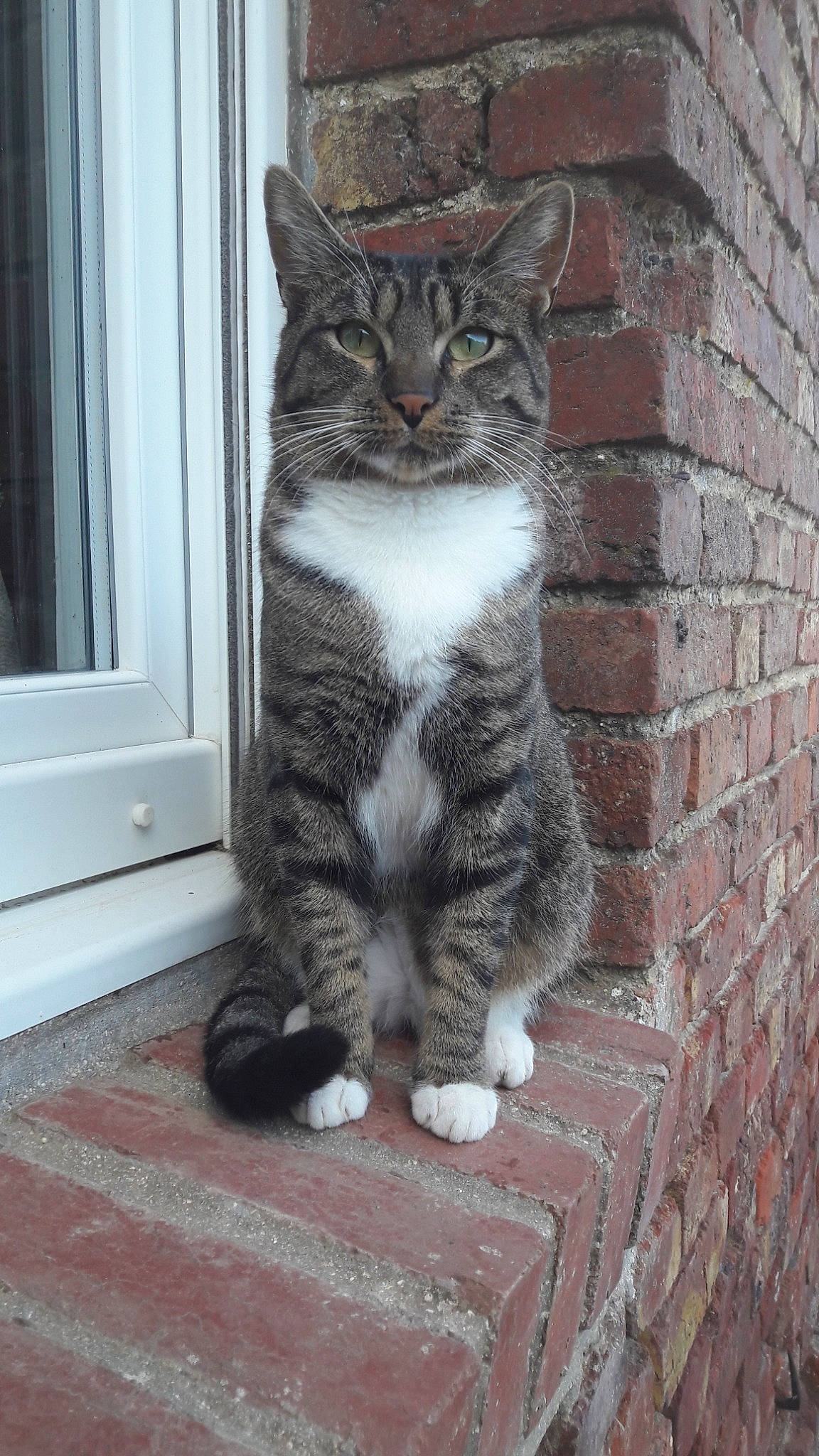 Oups participe au concours pour gagner de l'argent avec cette photo : aegean_cat, american_wirehair, asian, california_spangled, carnivore, cat, domestic_short_haired_cat, dragon_li, european_shorthair, eye, felidae, mammal, ojos_azules, polydactyl_cat, sitting, small_to_medium_sized_cats, snout, tabby_cat, whiskers, wild_cat