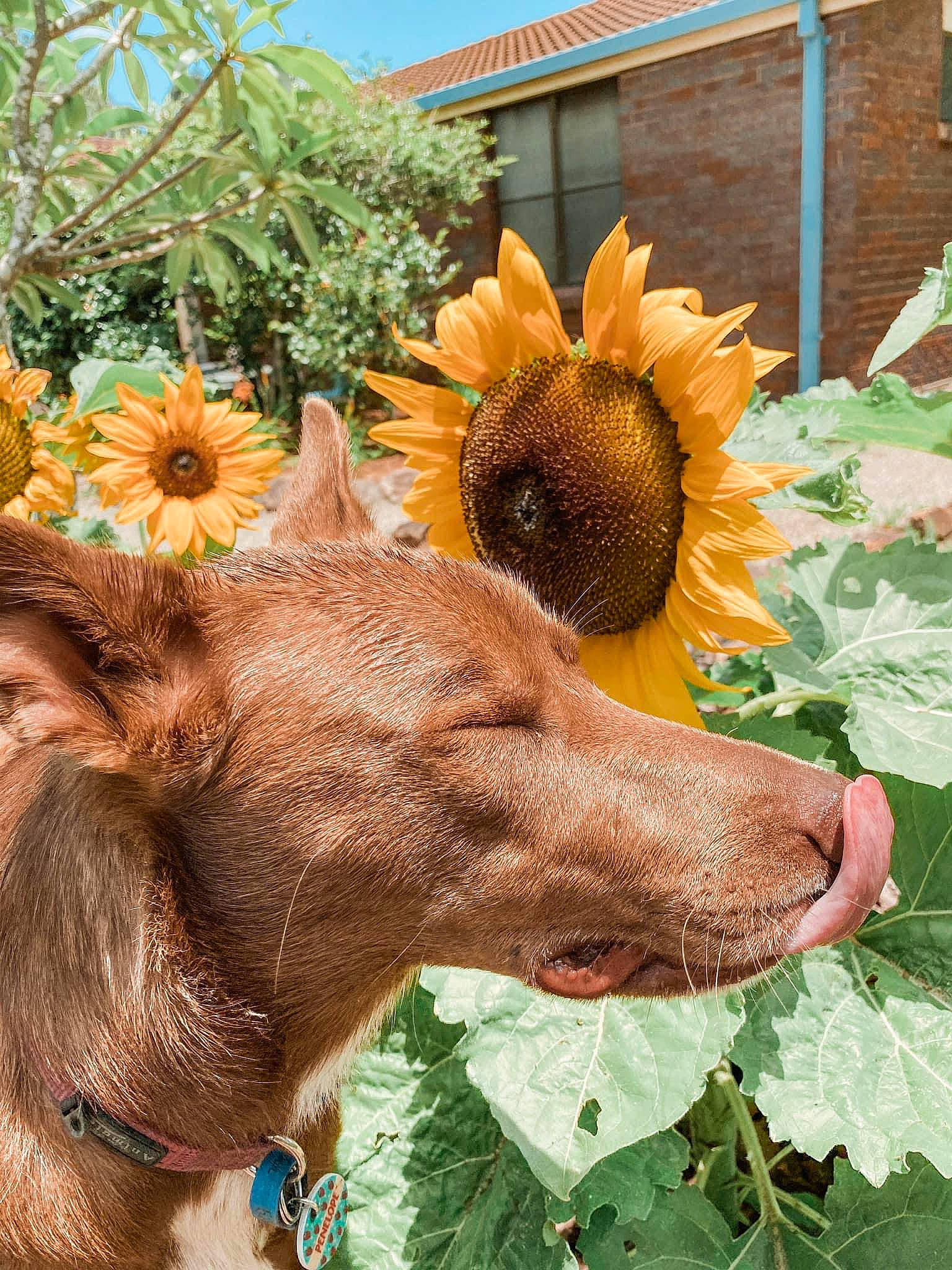 Nellie is registered to the contest to win money with this photo: annual_plant, carnivore, collar, companion_dog, dog, dog_breed, dog_collar, fawn, flower, flowering_plant, grass, liver, petal, plant, sky, snout, sporting_group, terrestrial_animal, window, working_animal