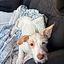 dog, puppy, blanket, car_seat, car_interior, seat, white_fur, tan_ears, nose, ears, paw, whiskers, cozy, sleepy, blanket_texture, upholstery, snout, companion, portrait, cute