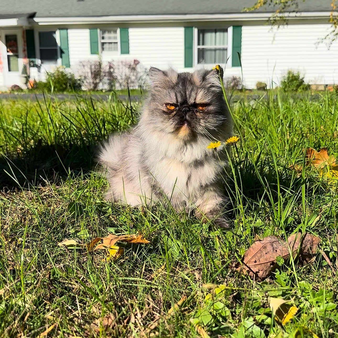 Fancy is registered to the contest to win money with this photo: architecture, backyard, building, grass, green, herbal, herbs, jar, lawn, nature, neighborhood, outdoors, plant, planter, pottedplant, pottery, shelter, tree, vegetation, yard