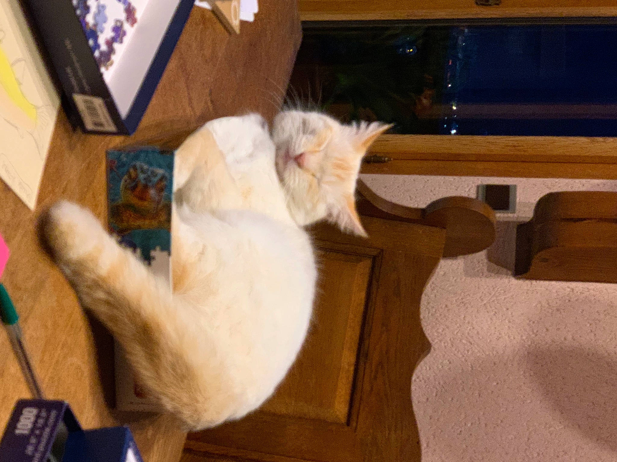 Oggy participe au concours pour gagner de l'argent avec cette photo : carnivore, cat, chair, claw, comfort, couch, domestic_short_haired_cat, fawn, felidae, flooring, fur, hardwood, lap, paw, plywood, room, small_to_medium_sized_cats, tail, whiskers, wood