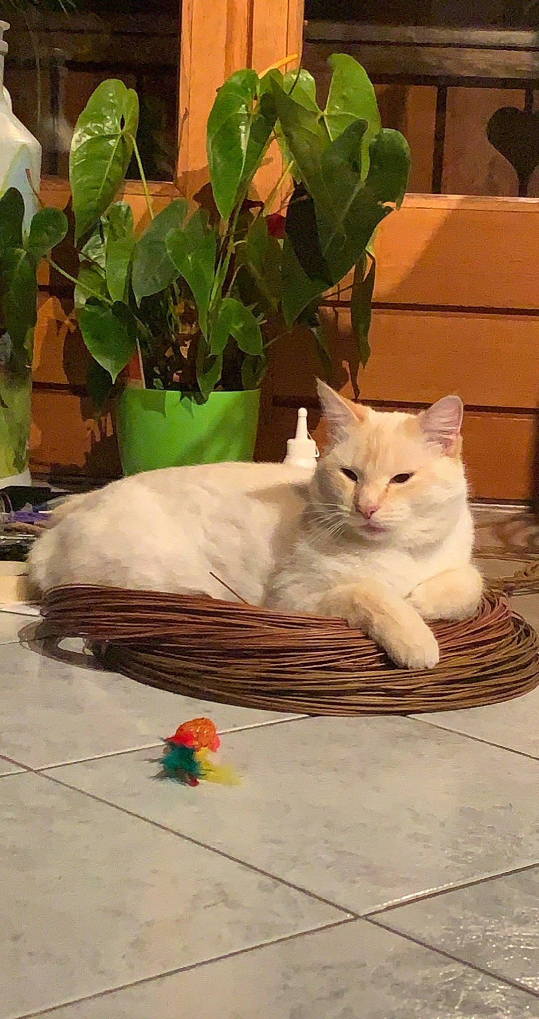 Oggy participe au concours pour gagner de l'argent avec cette photo : carnivore, cat, claw, comfort, domestic_short_haired_cat, fawn, felidae, flooring, fur, herb, linens, nap, paw, plant, road_surface, sitting, small_to_medium_sized_cats, tail, whiskers, wood