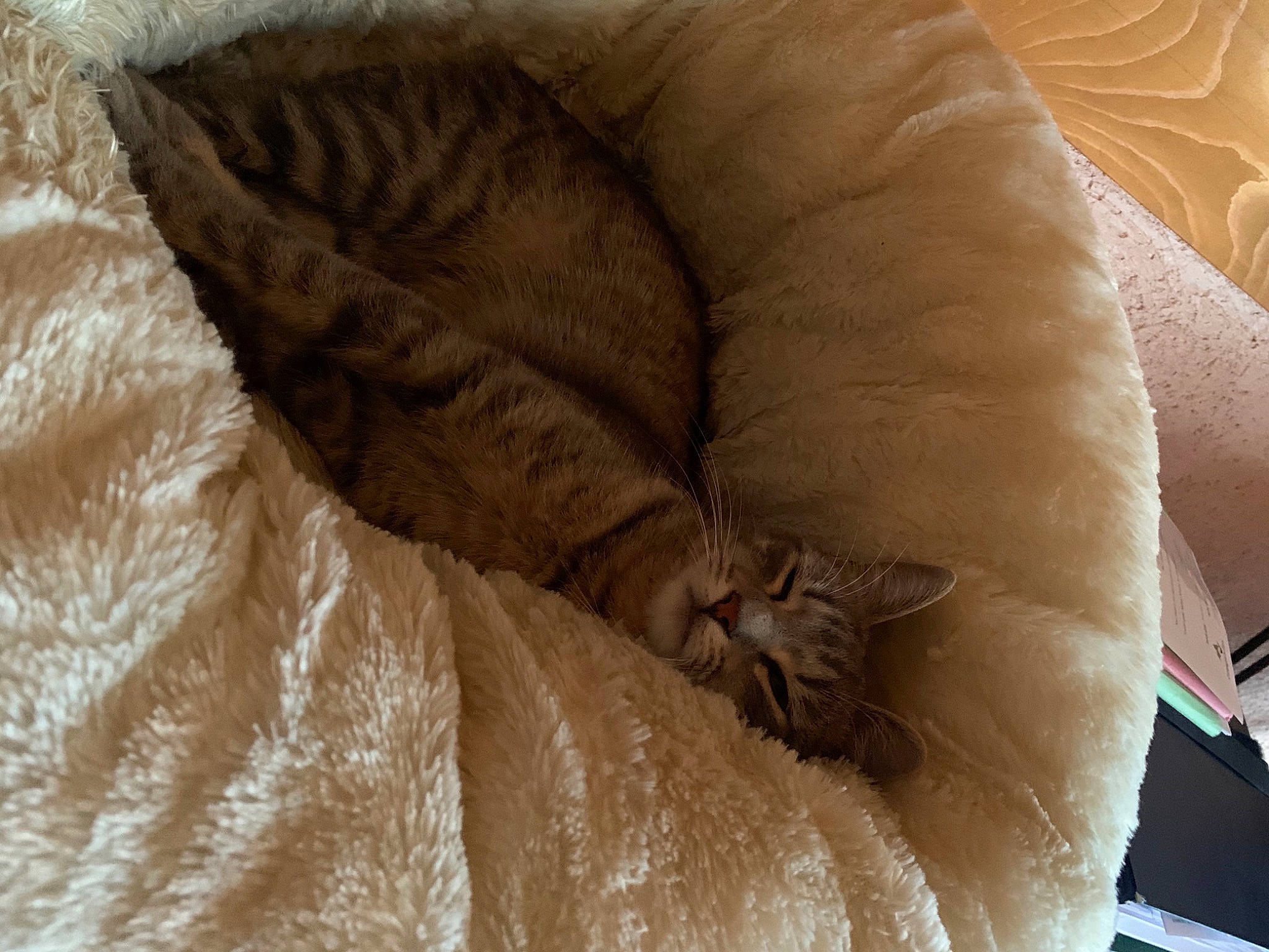 Luciole participe au concours pour gagner de l'argent avec cette photo : bean_bag, bean_bag_chair, brown, carnivore, cat, cat_bed, cat_supply, chair, comfort, couch, duvet, fawn, felidae, fur, linens, small_to_medium_sized_cats, studio_couch, tail, whiskers, wood
