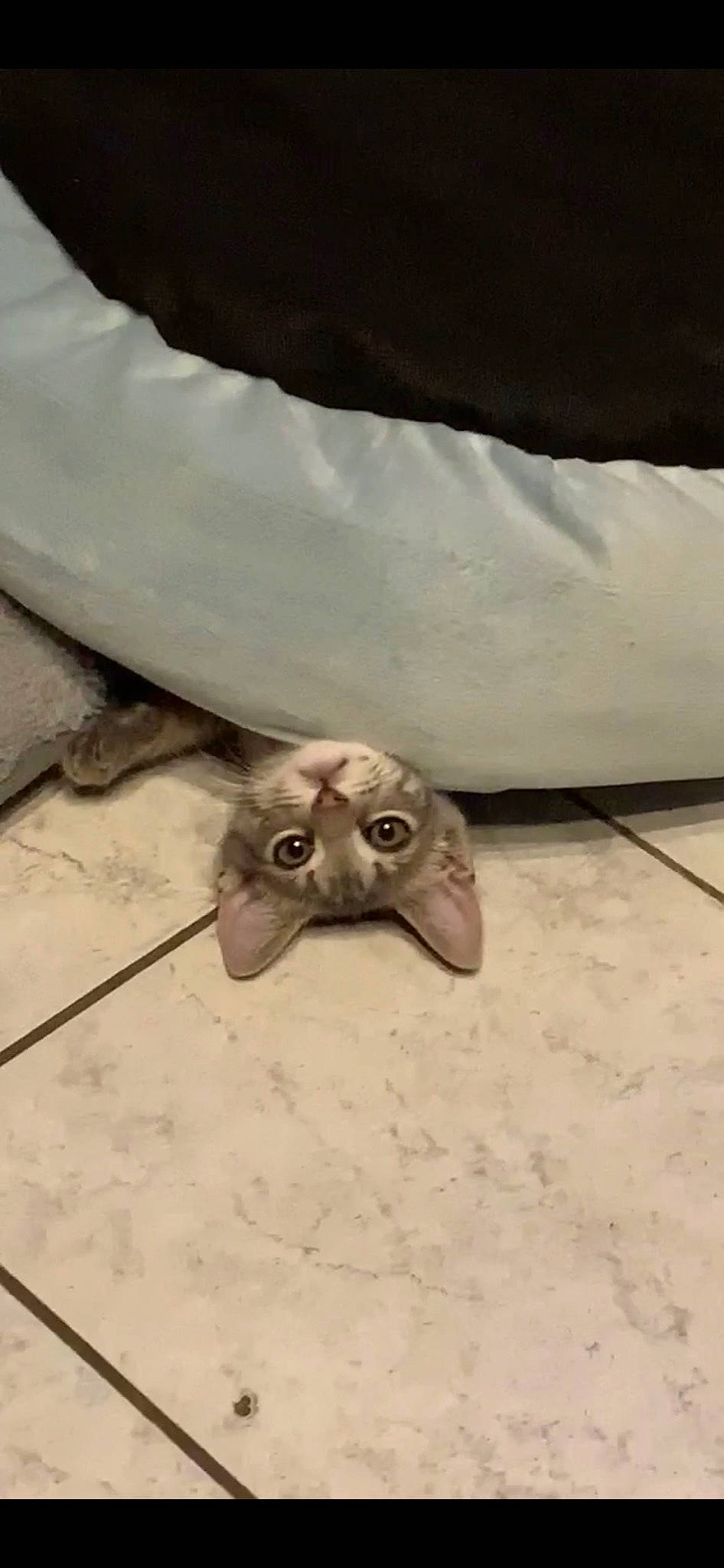 Luciole a rejoint le concours — aidez-le/la à gagner de superbes lots ! arthropod, butterfly, eye, fawn, head, insect, invertebrate, marine_invertebrates, moth, moths_and_butterflies, octopus, pollinator, sand, snout, soil, symmetry, terrestrial_animal, wildlife, wing, wood