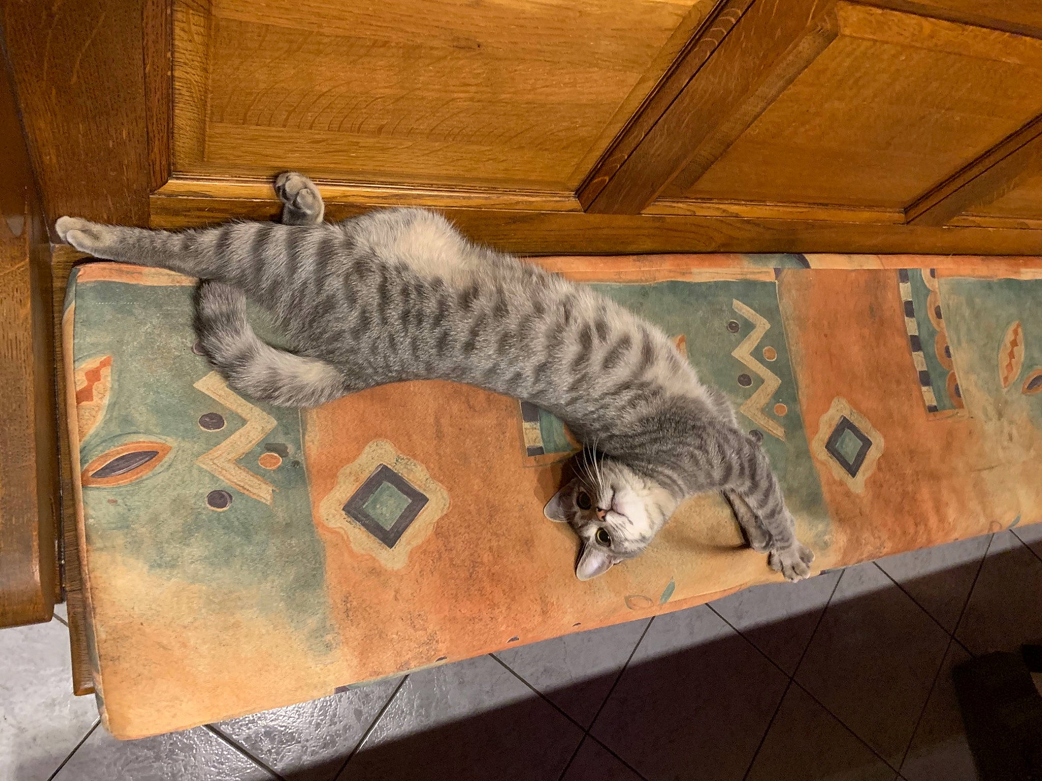 Luciole participe au concours pour gagner de l'argent avec cette photo : art, carnivore, cat, domestic_short_haired_cat, felidae, flooring, fur, grey, hardwood, mammal, pattern, small_to_medium_sized_cats, snout, tail, terrestrial_animal, vertebrate, visual_arts, whiskers, wildlife, wood