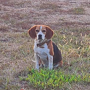 Daisy is registered to the contest to win money with this photo: animal, beagle, black, brown, canine, collar, daylight, dog, ears, field, fur, grass, ground, nature, outdoor, pet, quiet, sitting, watchful, white