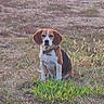 animal, beagle, black, brown, canine, collar, daylight, dog, ears, field, fur, grass, ground, nature, outdoor, pet, quiet, sitting, watchful, white