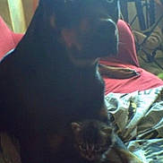 Kalya a rejoint le concours — aidez-le/la à gagner de superbes lots ! dog, kitten, cat, pet, black_dog, small_animal, cuddle, couch, blanket, indoor, living_room, furniture, paw, fur, companion, friendship, adorable, sitting, looking_at_camera, relaxed