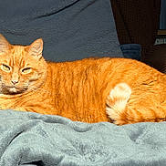 Rocky participe au concours pour gagner de l'argent avec cette photo : cat, ginger_cat, orange_tabby, pet, feline, loaf, resting, sunlight, indoor, blanket, sofa, cozy, fur, whiskers, portrait, close_up, tail, relaxed, cute, household