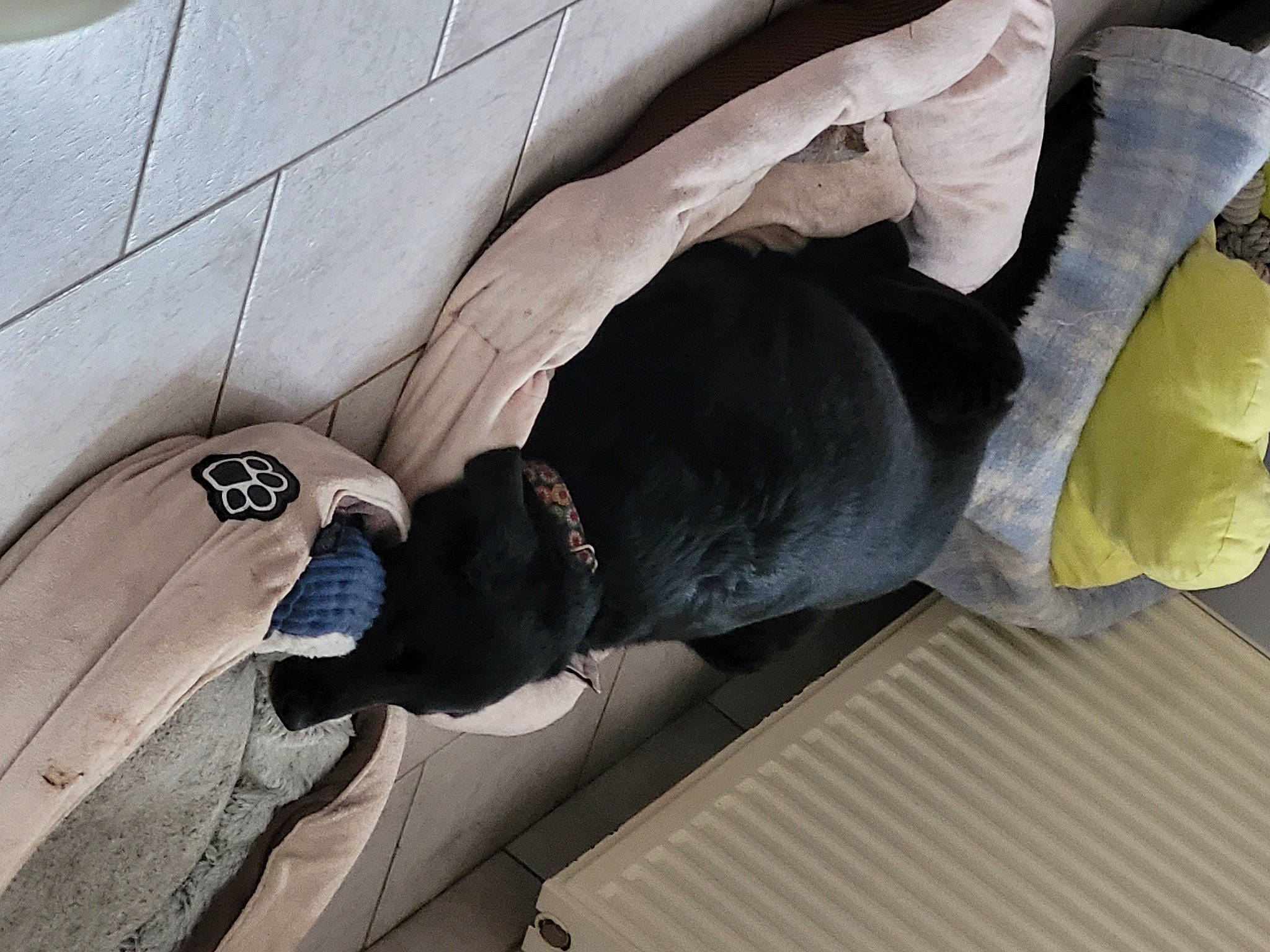 Zaza a rejoint le concours — aidez-le/la à gagner de superbes lots ! auto_part, automotive_tire, automotive_wheel_system, comfort, concrete, elbow, flooring, human_leg, knee, linens, outdoor_shoe, plastic_bag, tail, vehicle_door, wing, wood