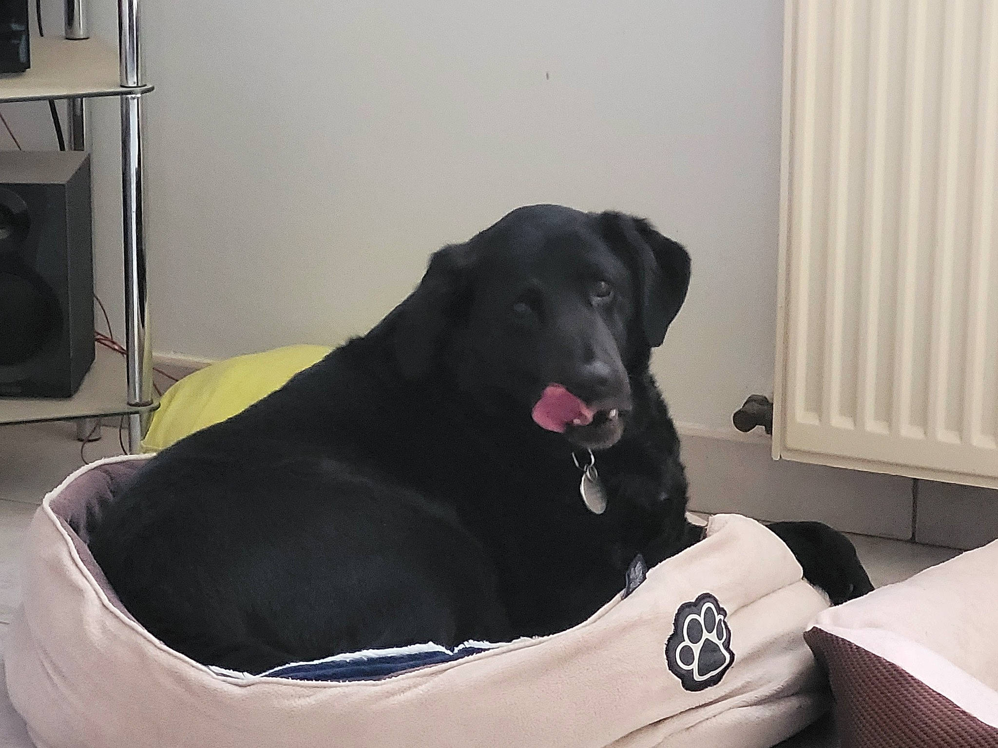 Zaza a rejoint le concours — aidez-le/la à gagner de superbes lots ! borador, canidae, carnivore, collar, comfort, companion_dog, couch, dog, dog_breed, dog_collar, dog_supply, fur, gun_dog, home_appliance, pet_supply, retriever, snout, sporting_group, watch, working_animal