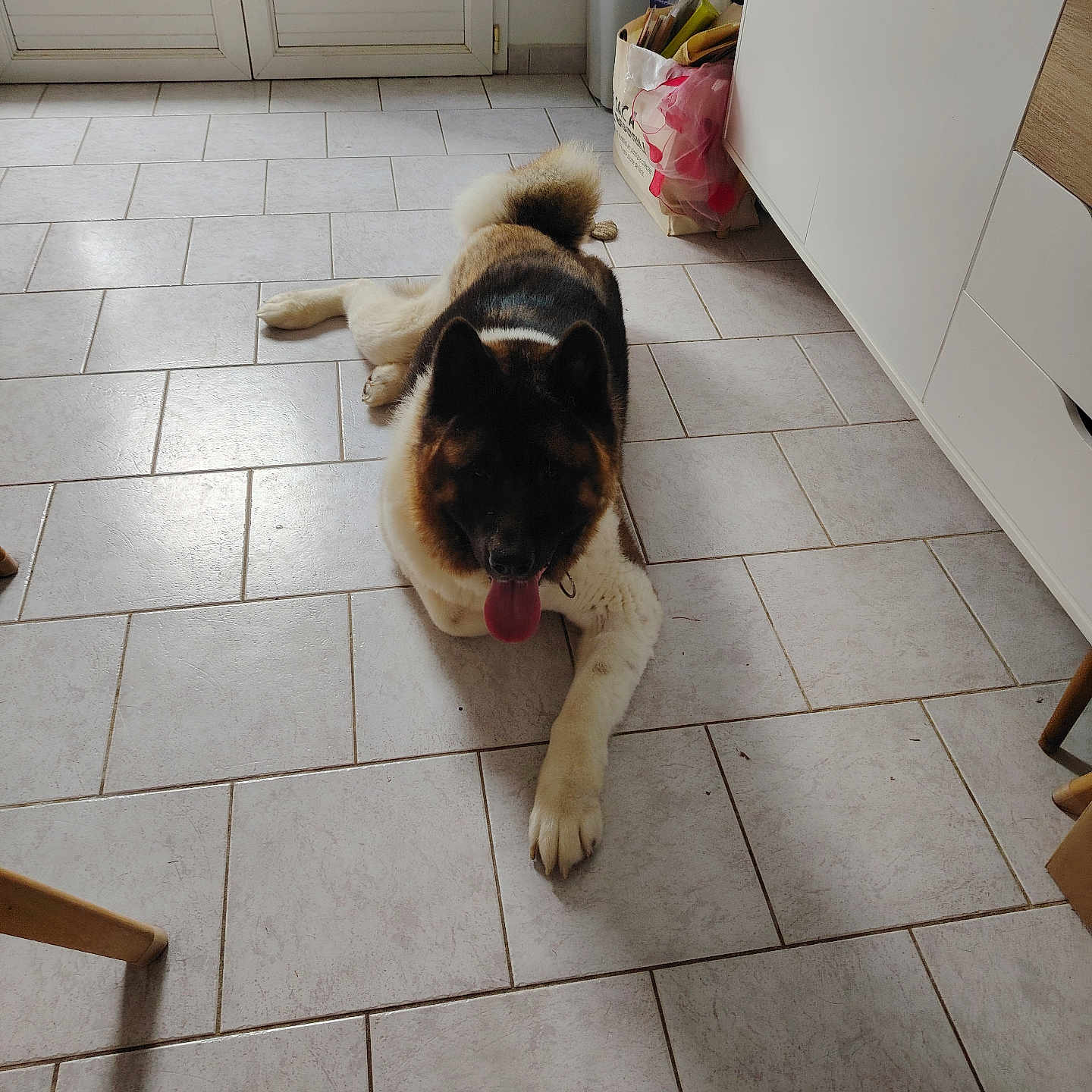 Tenaï participe au concours pour gagner de l'argent avec cette photo : accessories, animal, bag, box, canine, clothing, dog, footwear, handbag, hardwood, hound, husky, indoors, interiordesign, path, pet, shoe, tile, walkway, wood