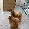Hermès a rejoint le concours — aidez-le/la à gagner de superbes lots ! alert, animal, bag, counter, dog, floor, fur, furniture, indoor, leash, leash_handle, pet, pet_supplies, pomeranian, shelf, small_dog, standing, store, tail, tile